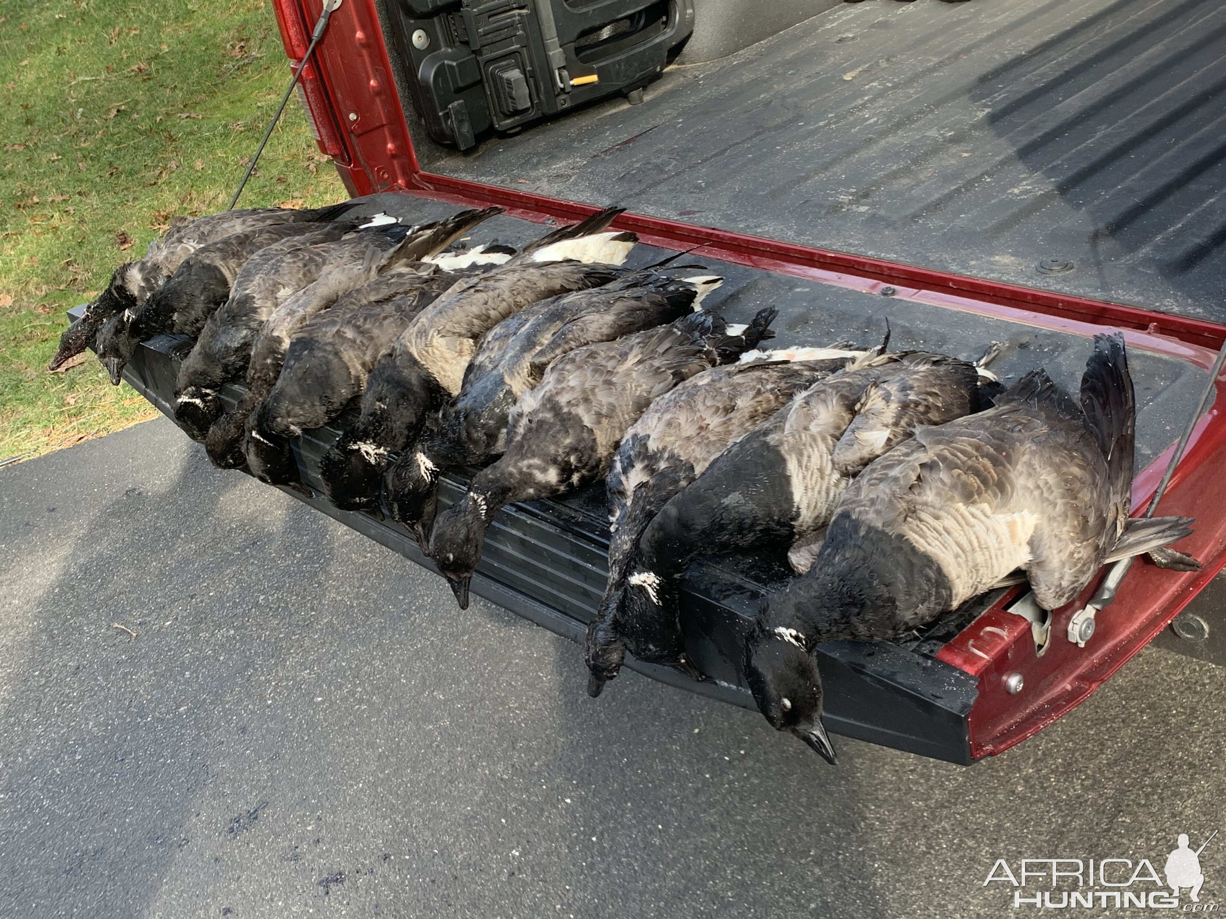 Cape Cod Sea Duck & Duck Hunting New England USA