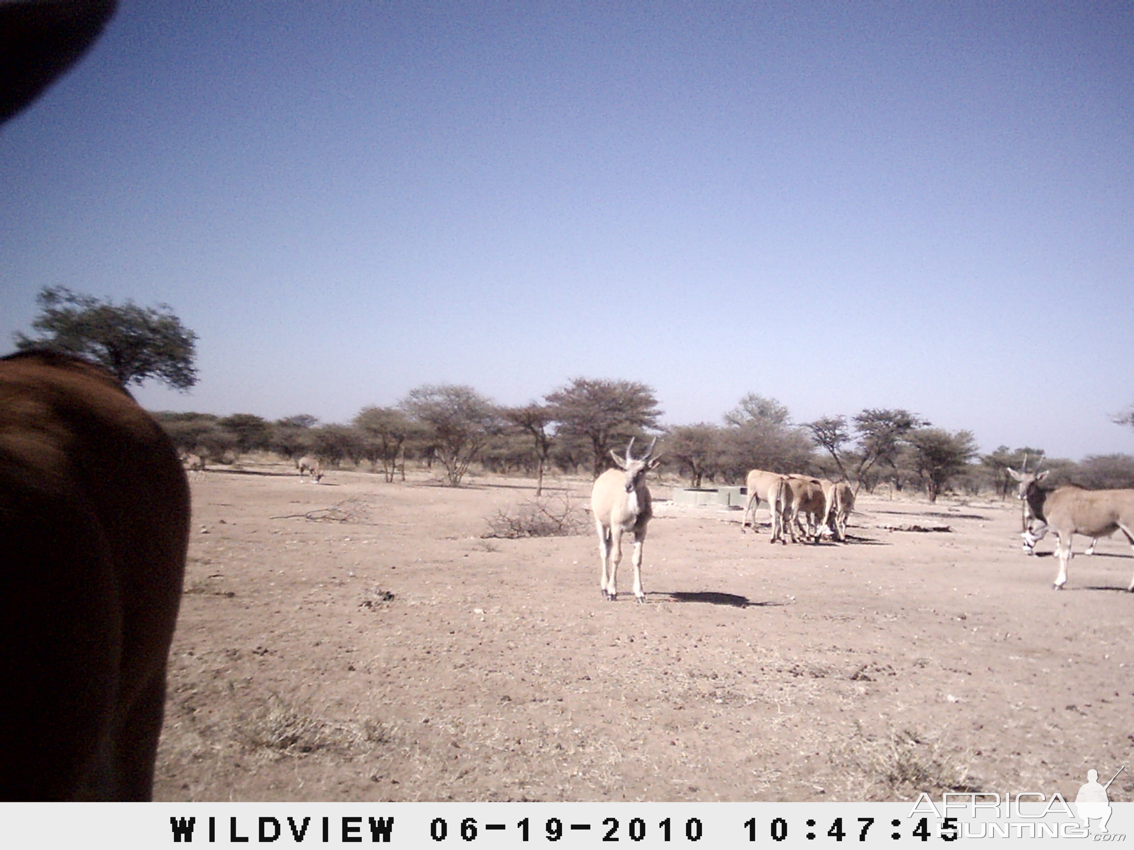 Cape Eland and Gemsbok, Namibia