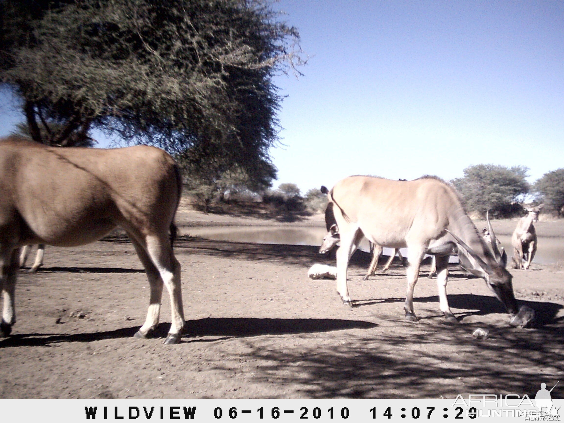 Cape Eland and Kudu, Namibia