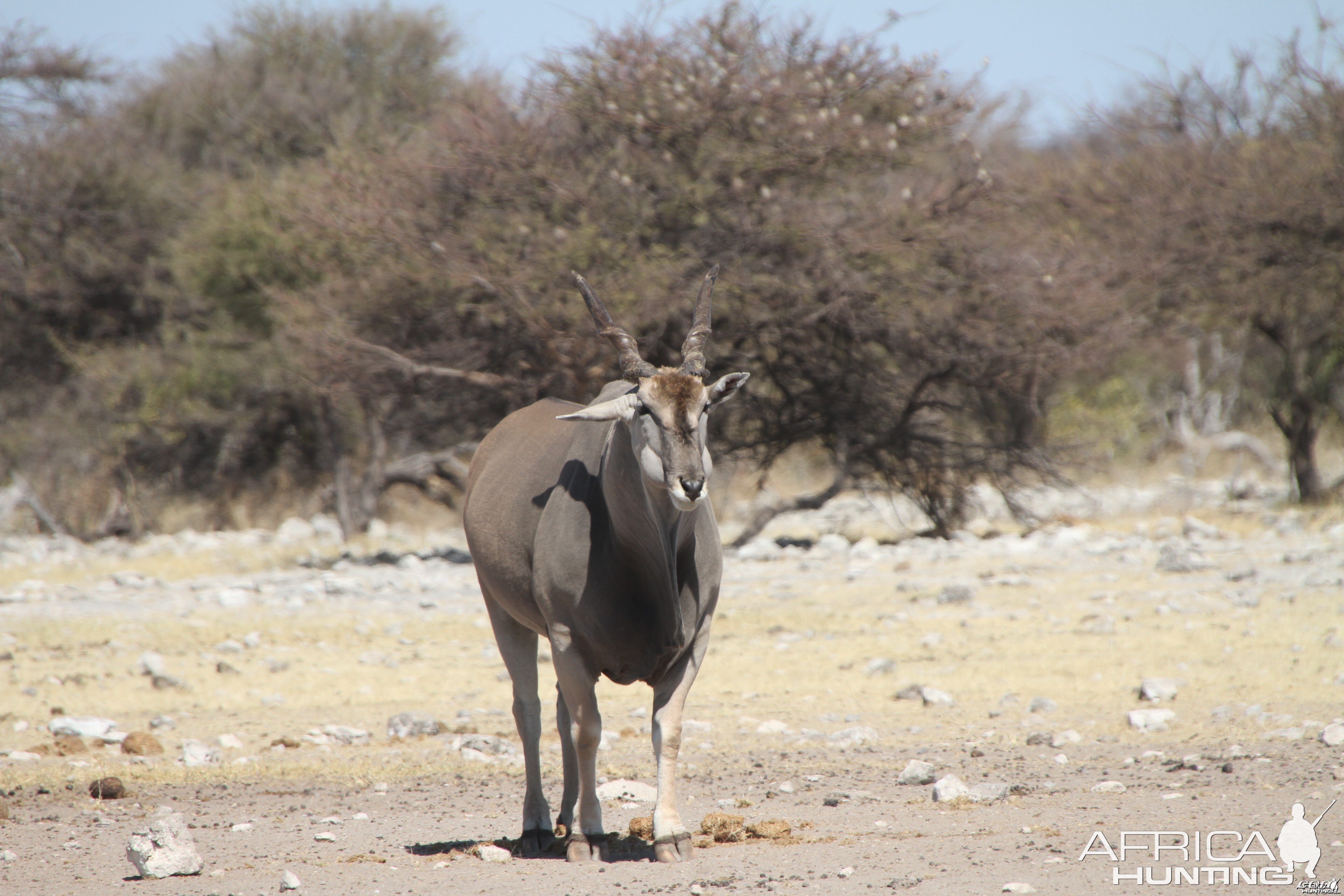 Cape Eland at Etosha National Park