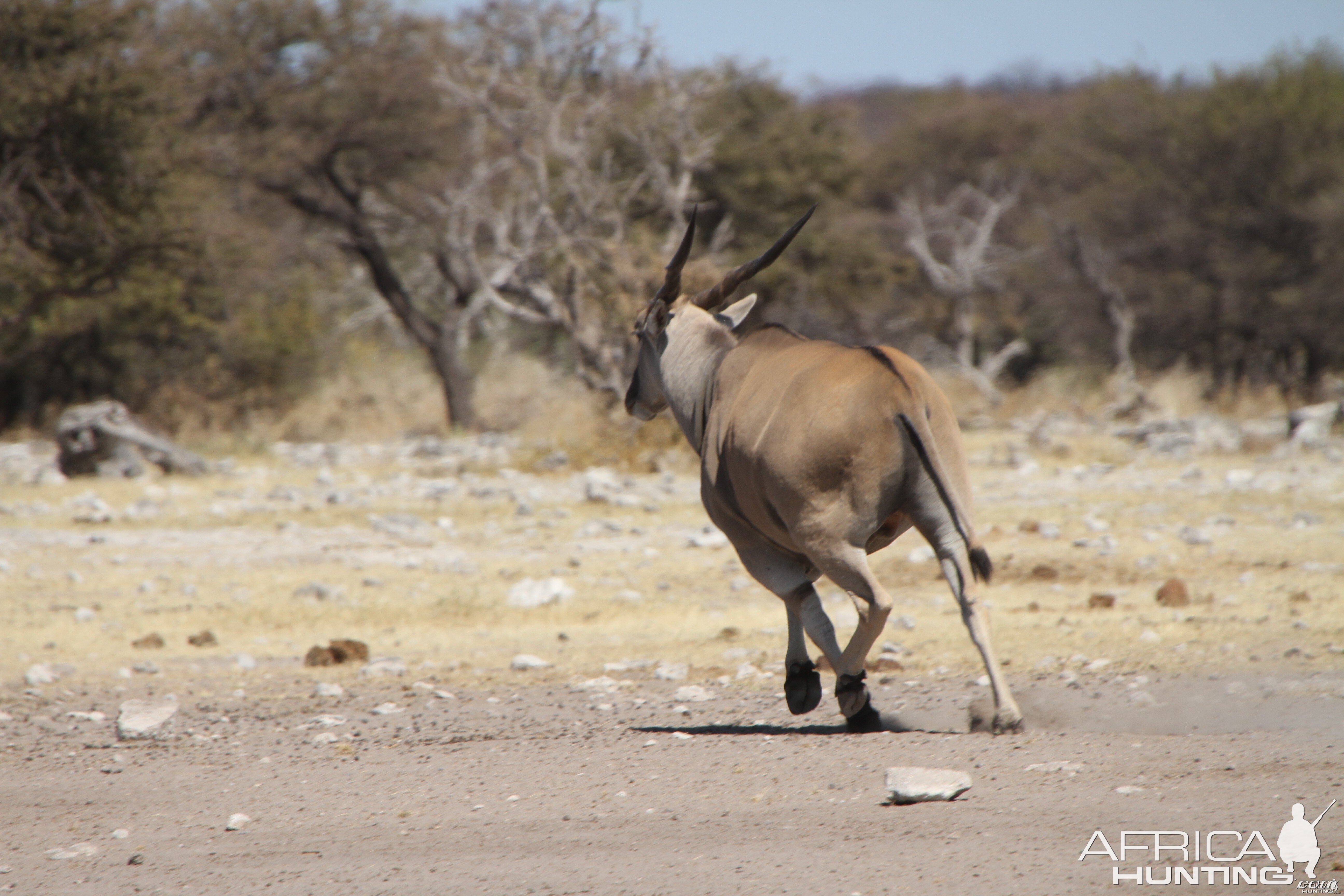 Cape Eland at Etosha National Park