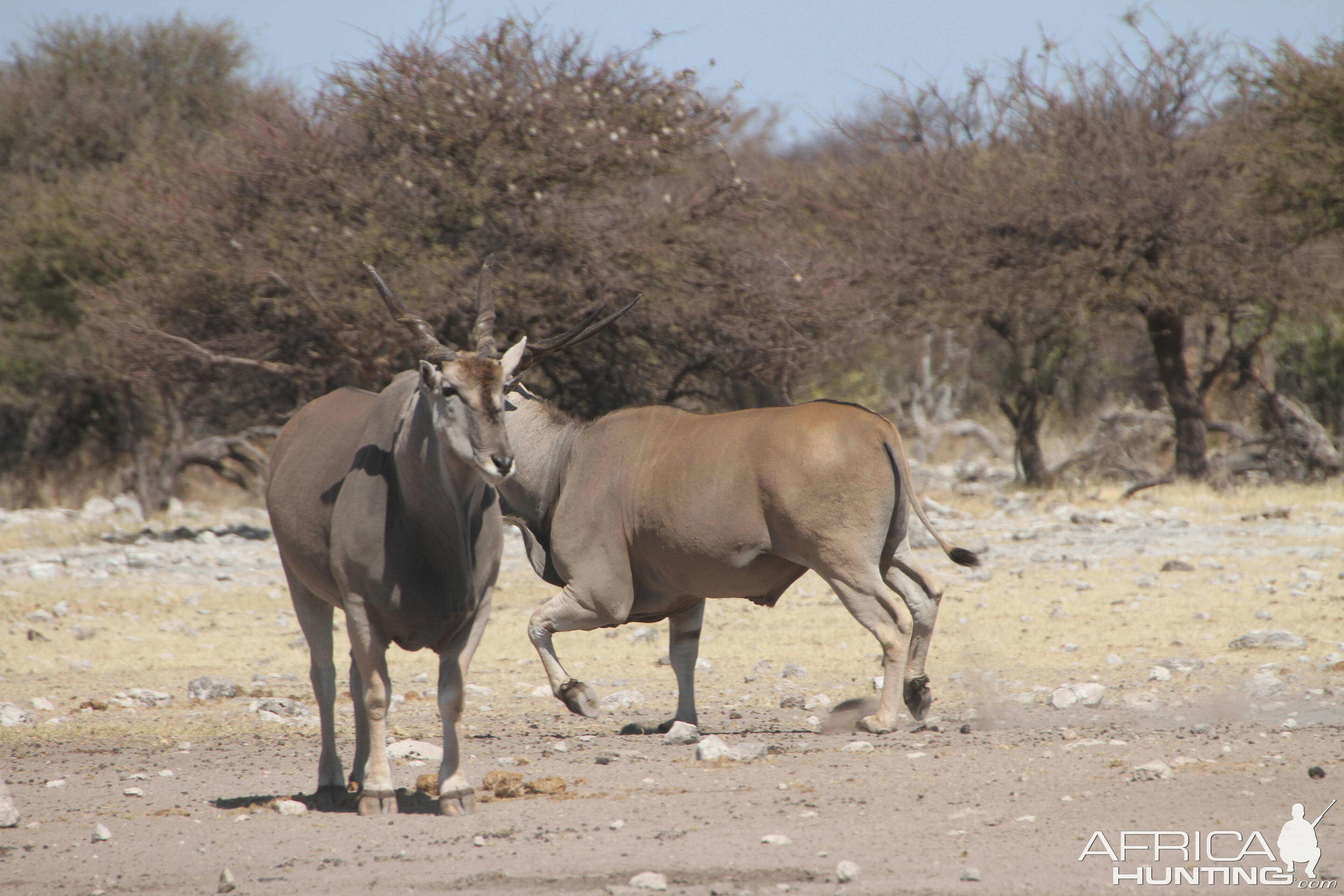 Cape Eland at Etosha National Park