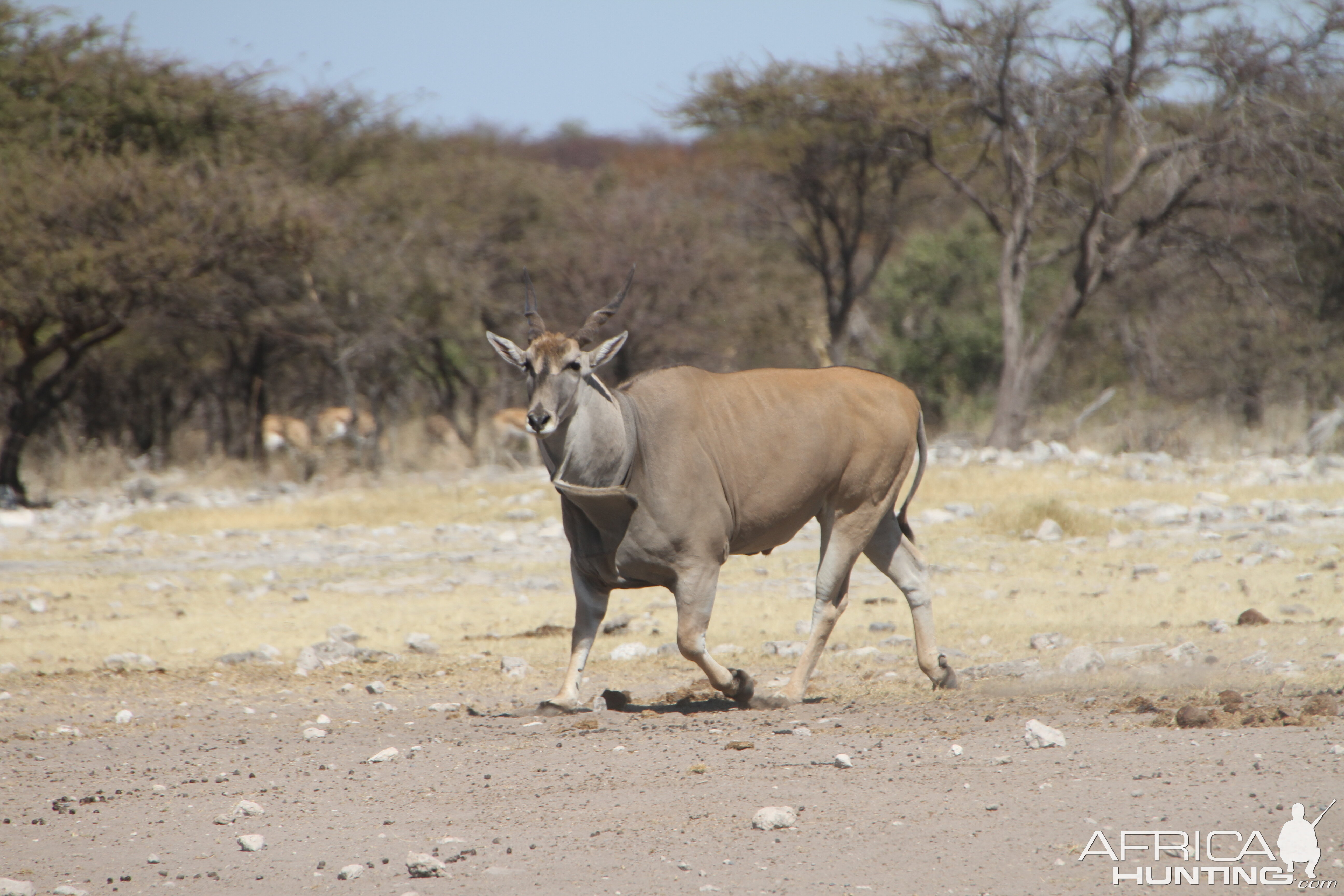 Cape Eland at Etosha National Park