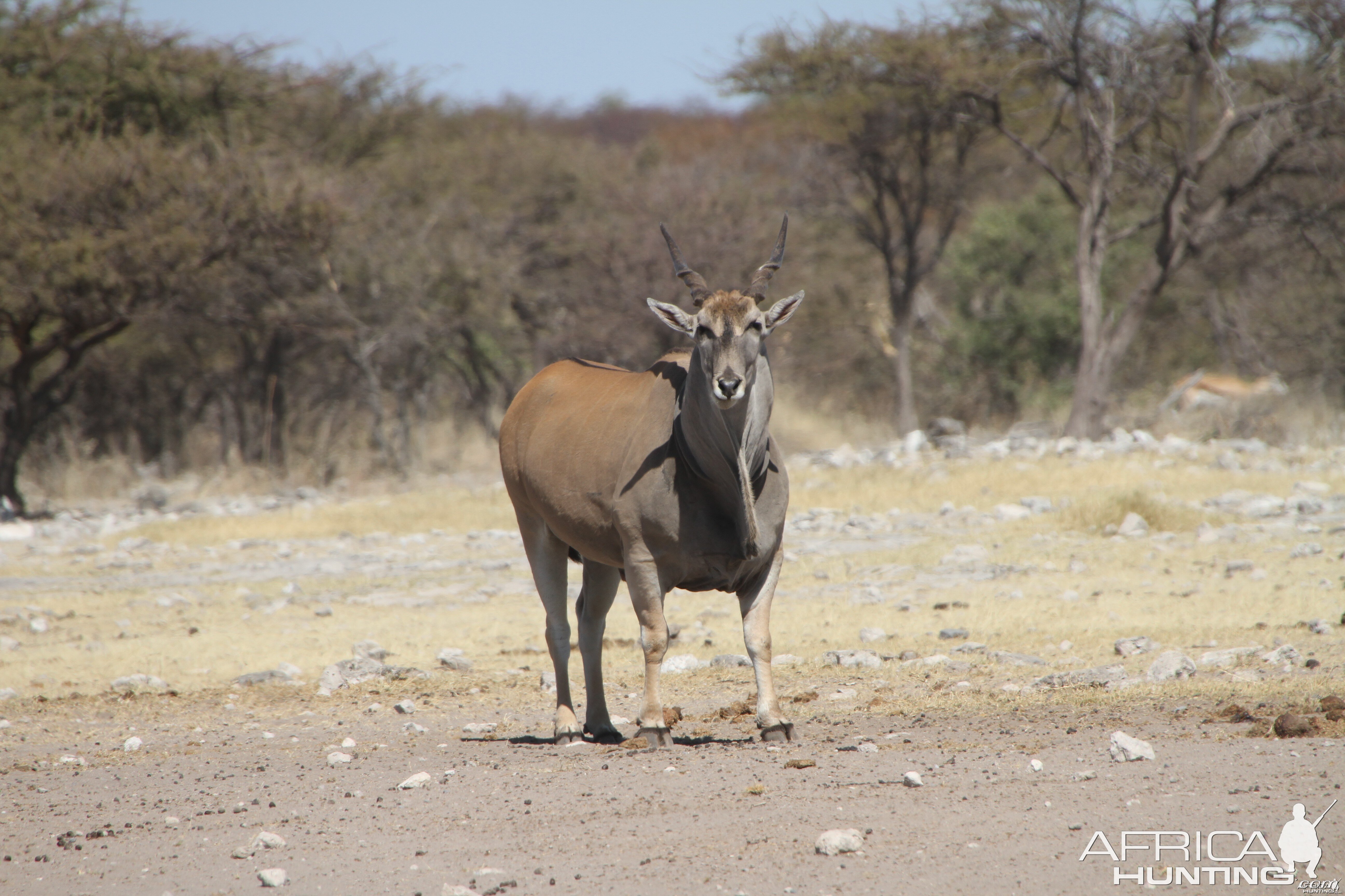 Cape Eland at Etosha National Park