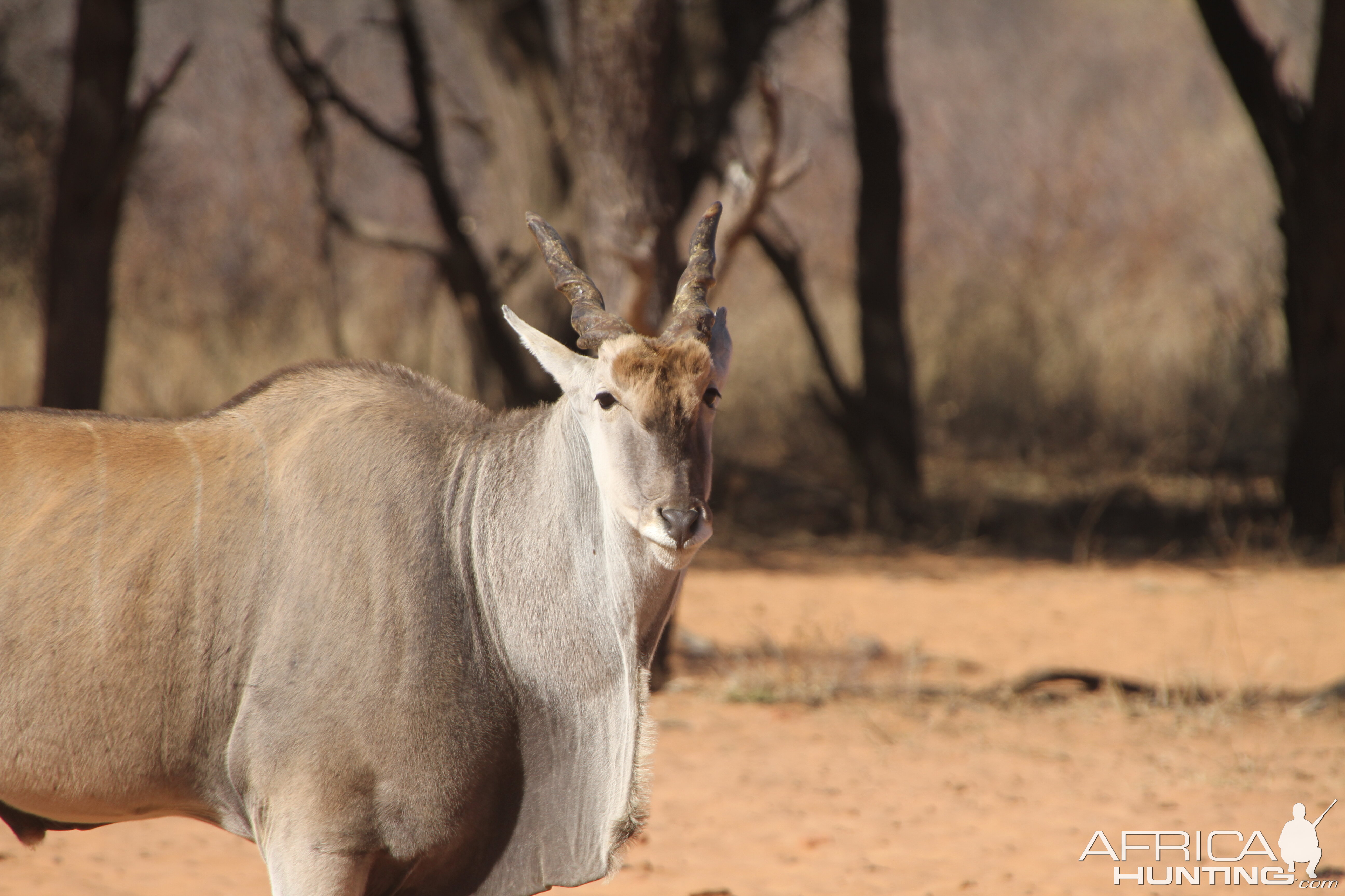 Cape Eland at Waterberg National Park