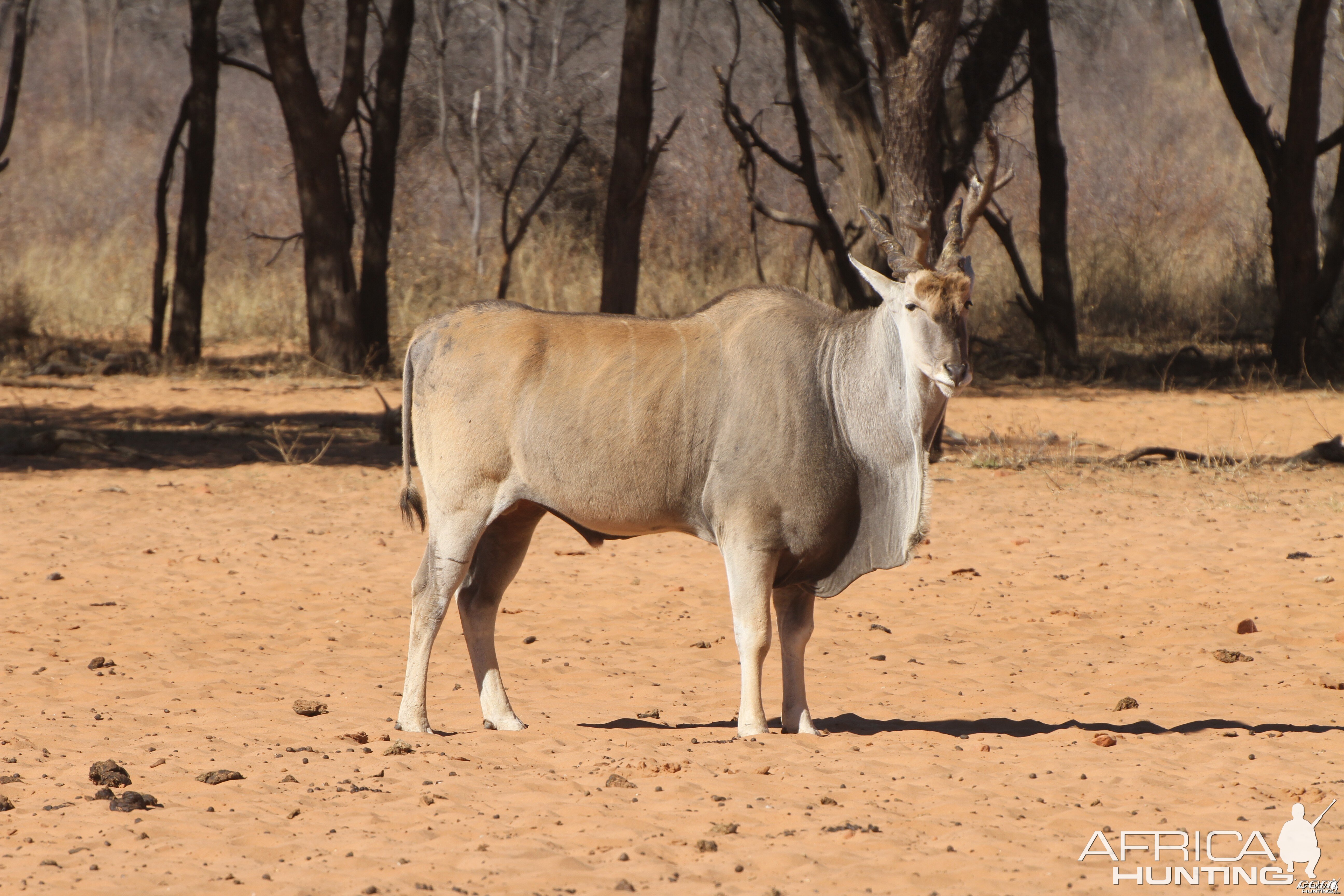 Cape Eland at Waterberg National Park