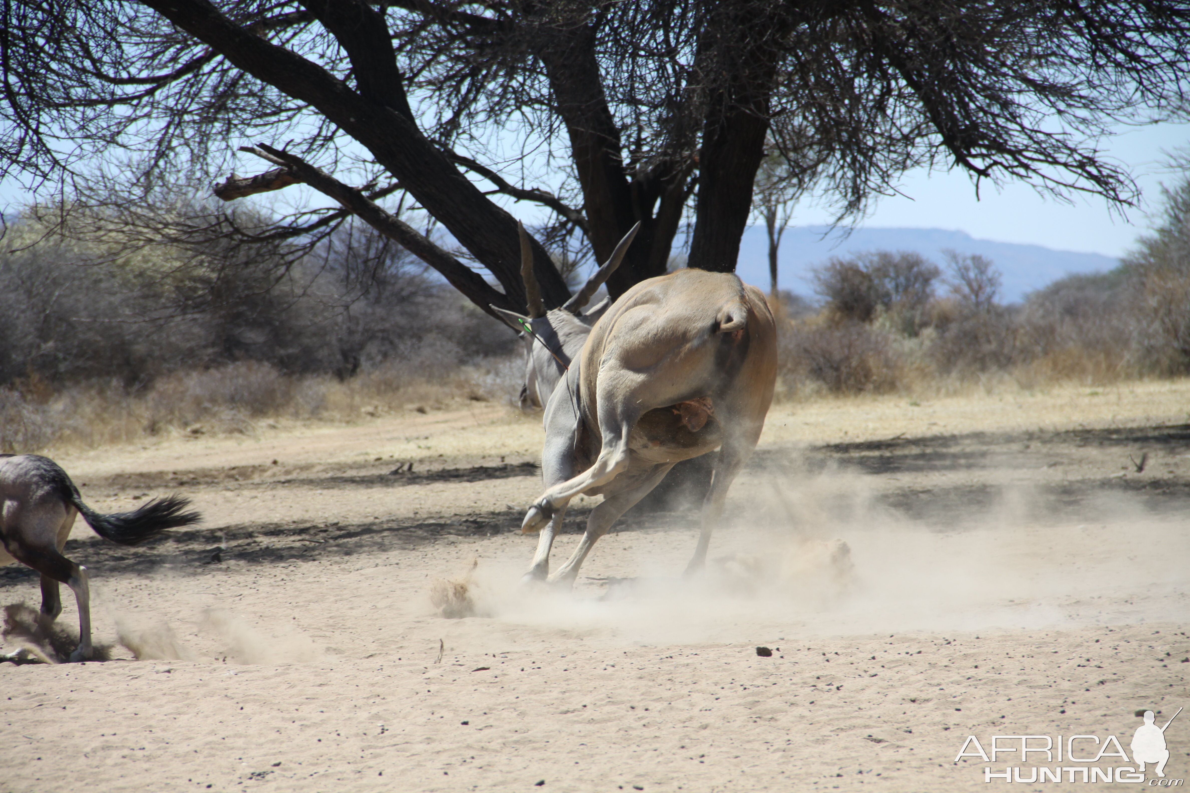 Cape Eland bowhunted with Ozondjahe Hunting Safaris in Namibia