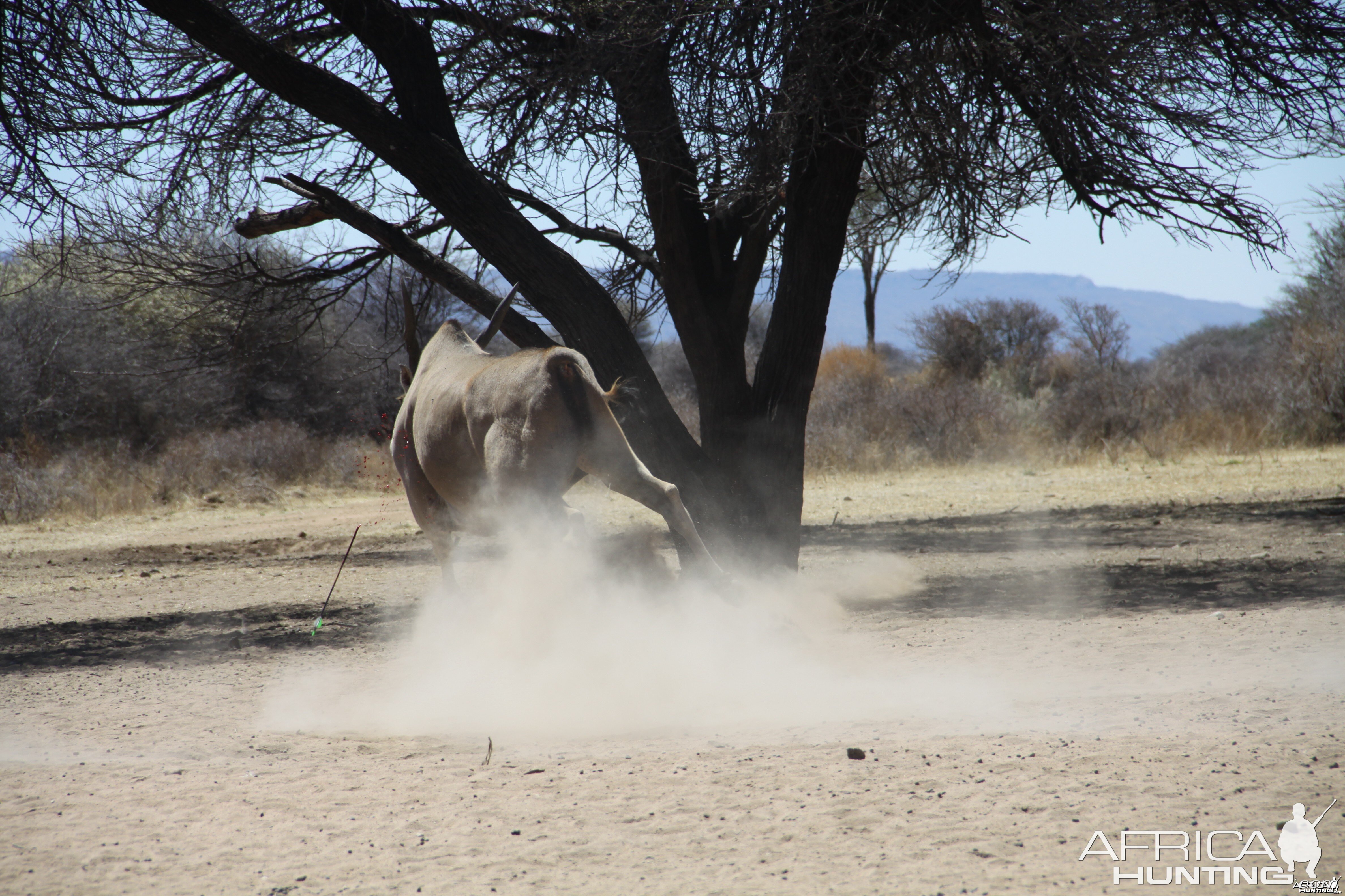 Cape Eland bowhunted with Ozondjahe Hunting Safaris in Namibia