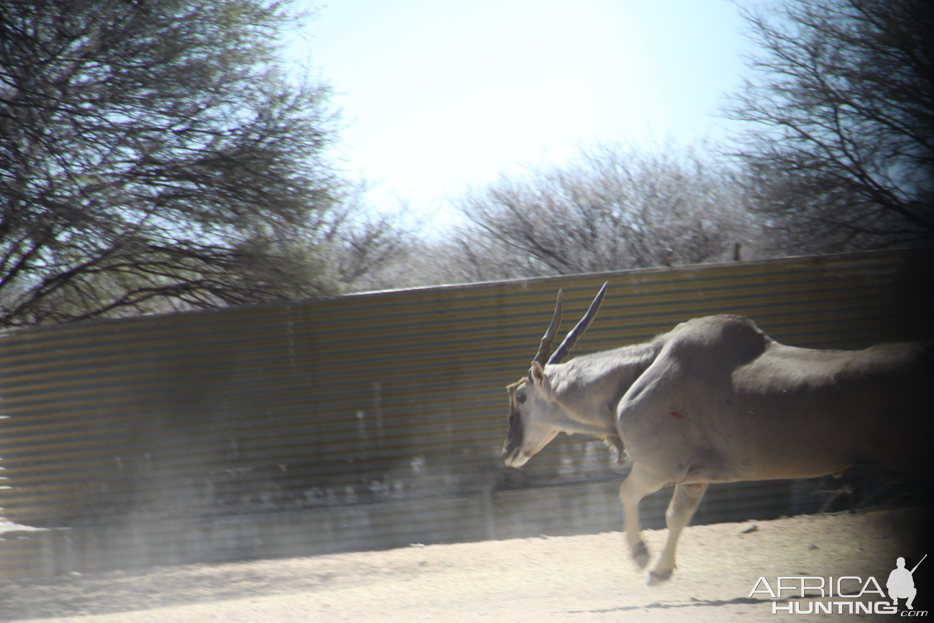 Cape Eland bowhunted with Ozondjahe Hunting Safaris in Namibia