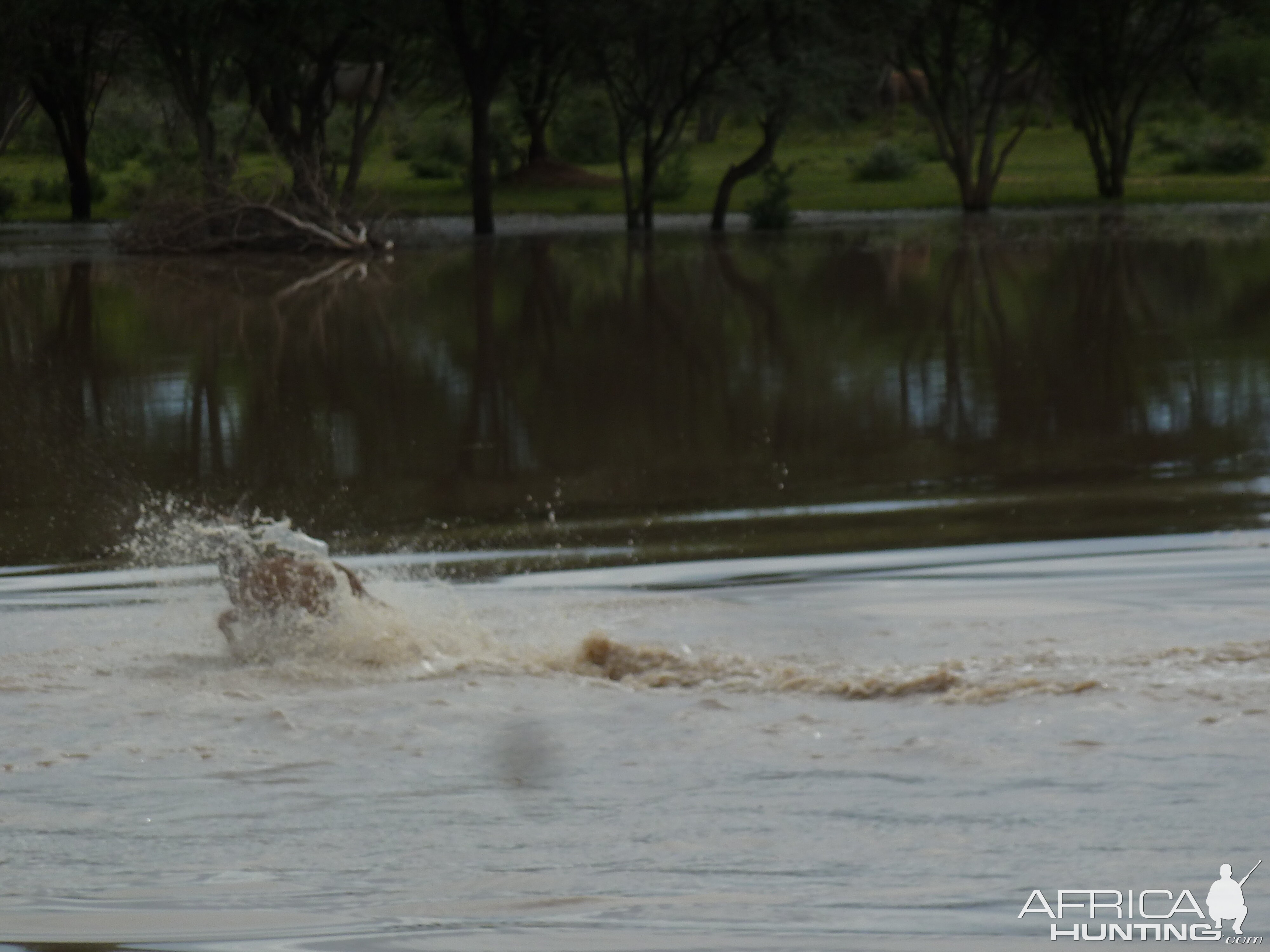 Cape Eland crossing water