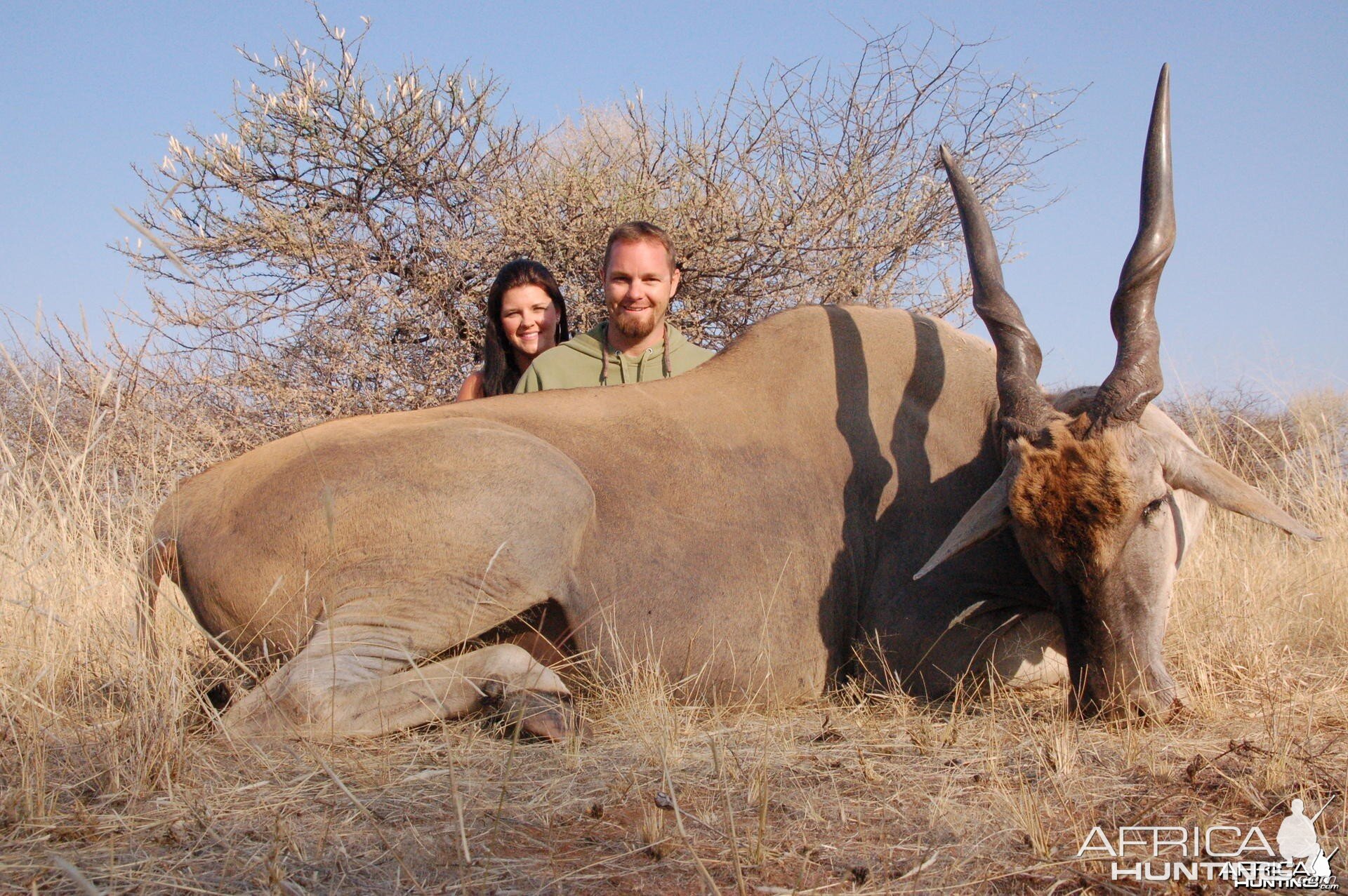 Cape Eland hunted in Namibia