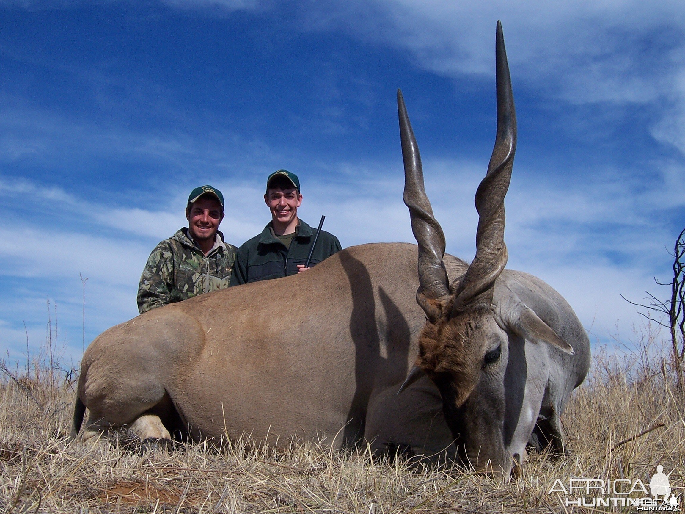 Cape Eland hunted with Hartzview Hunting Safaris