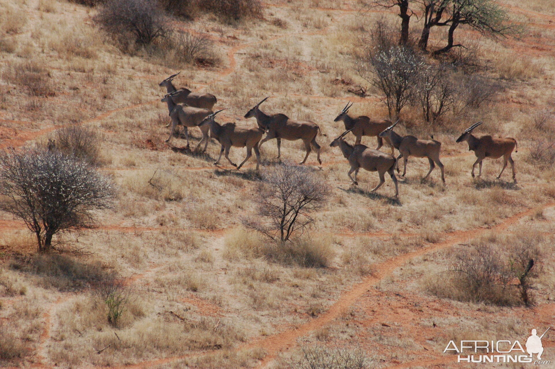 Cape Eland in Namibia