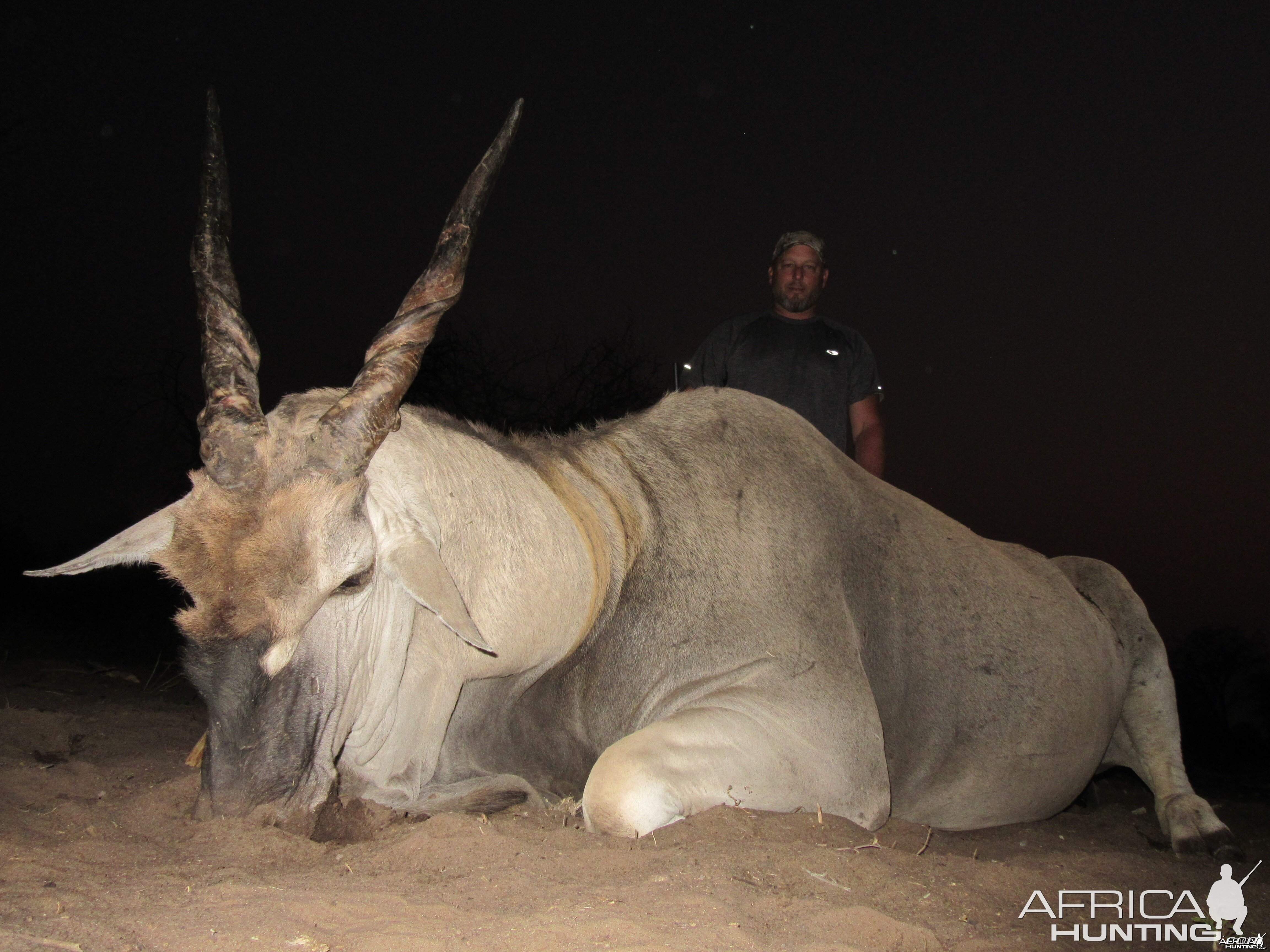 Cape Eland Namibia Aug 2015