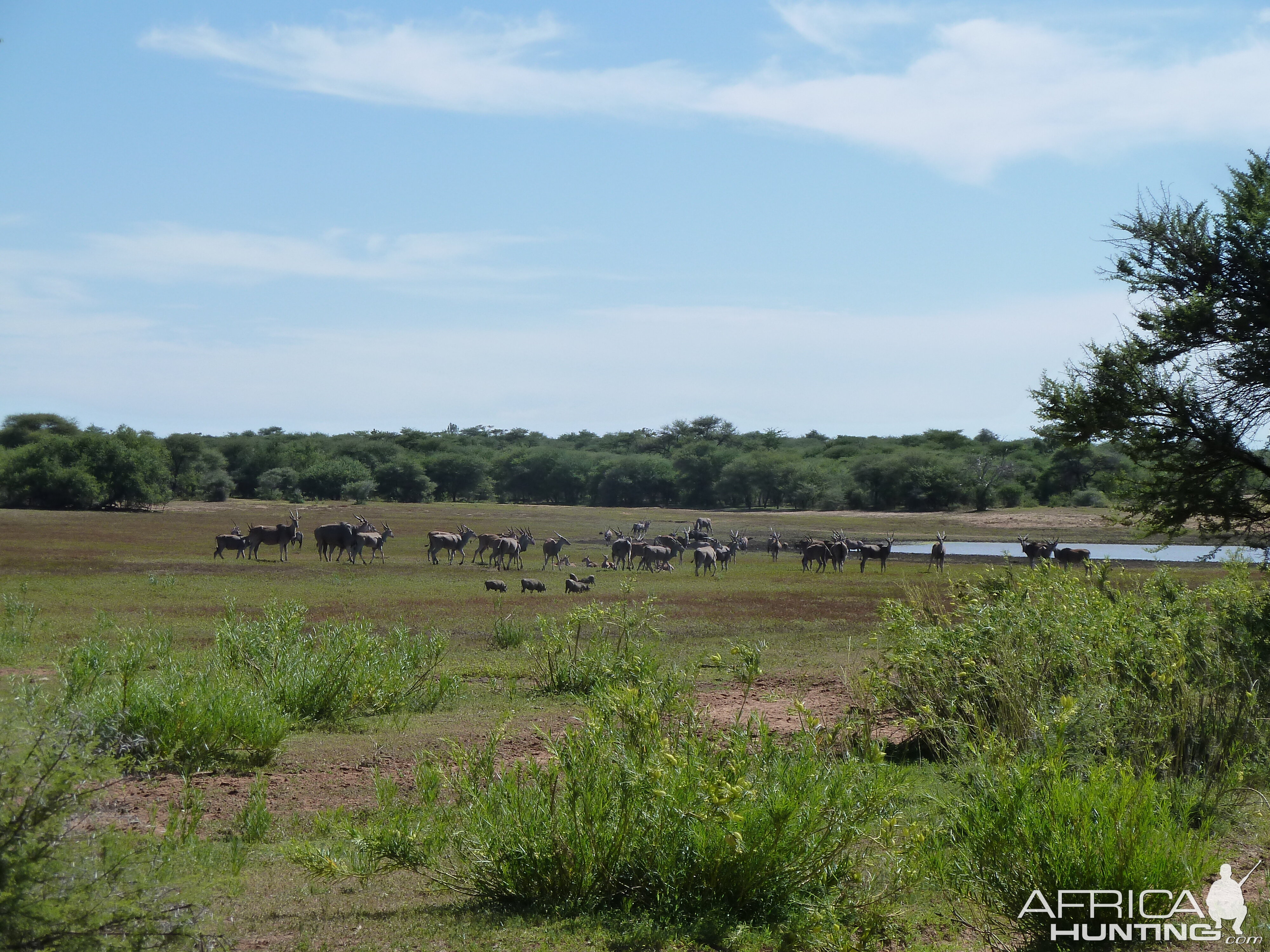 Cape Eland Namibia