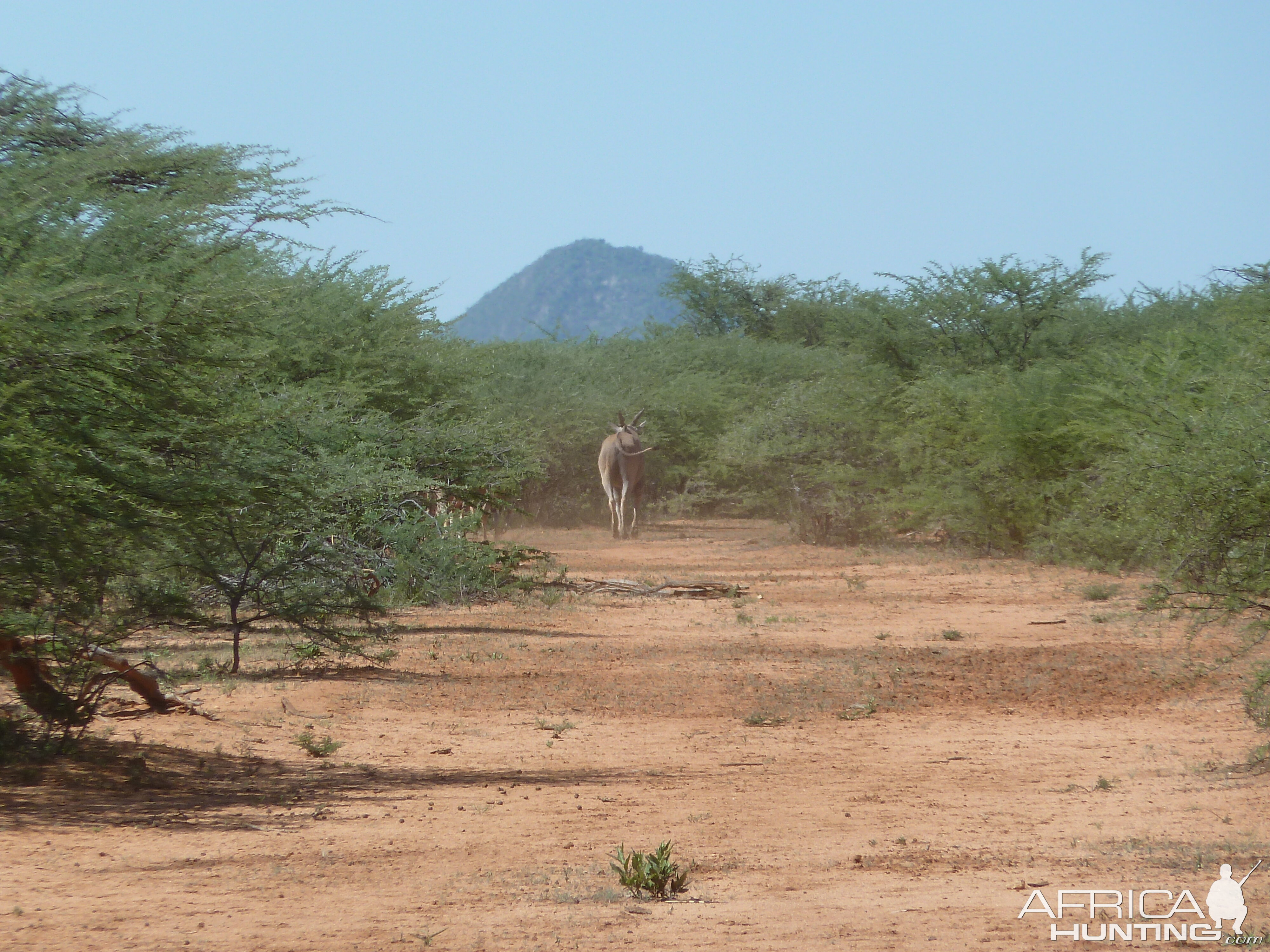 Cape Eland Namibia