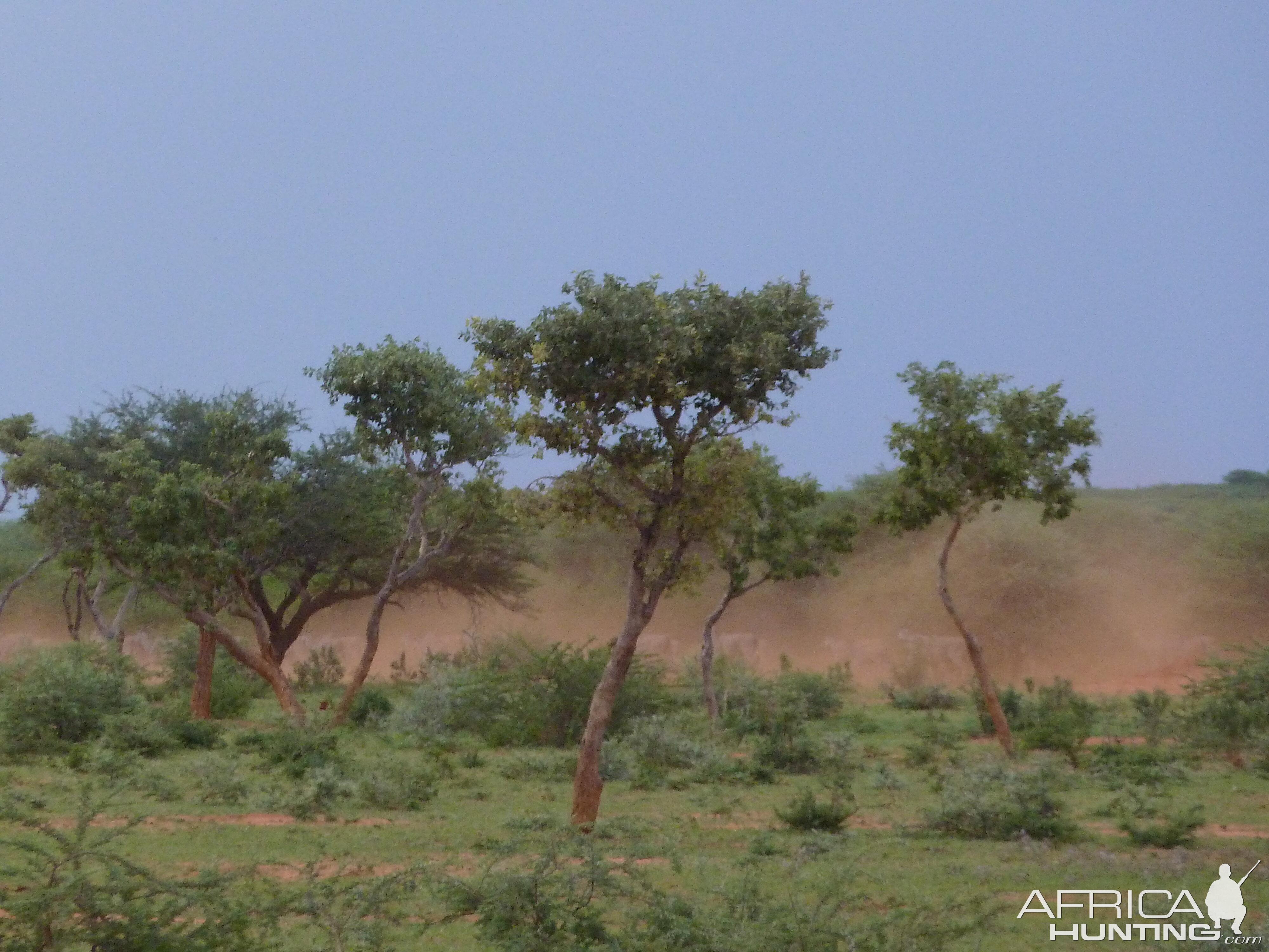 Cape Eland Namibia