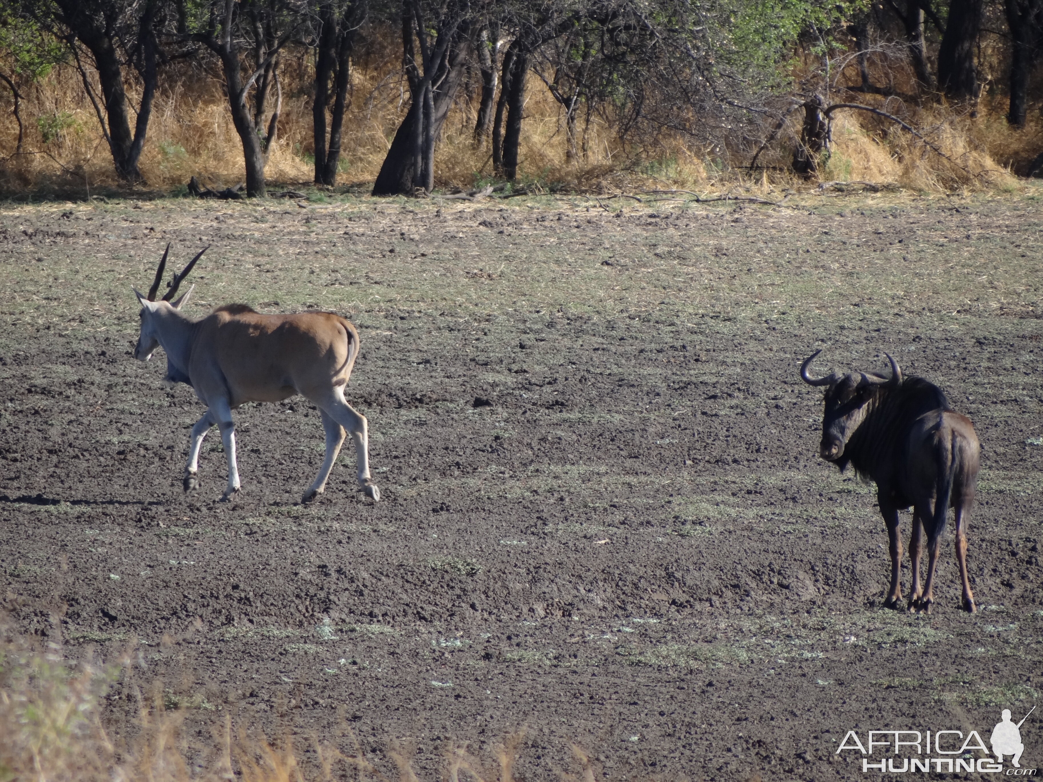 Cape Eland Namibia