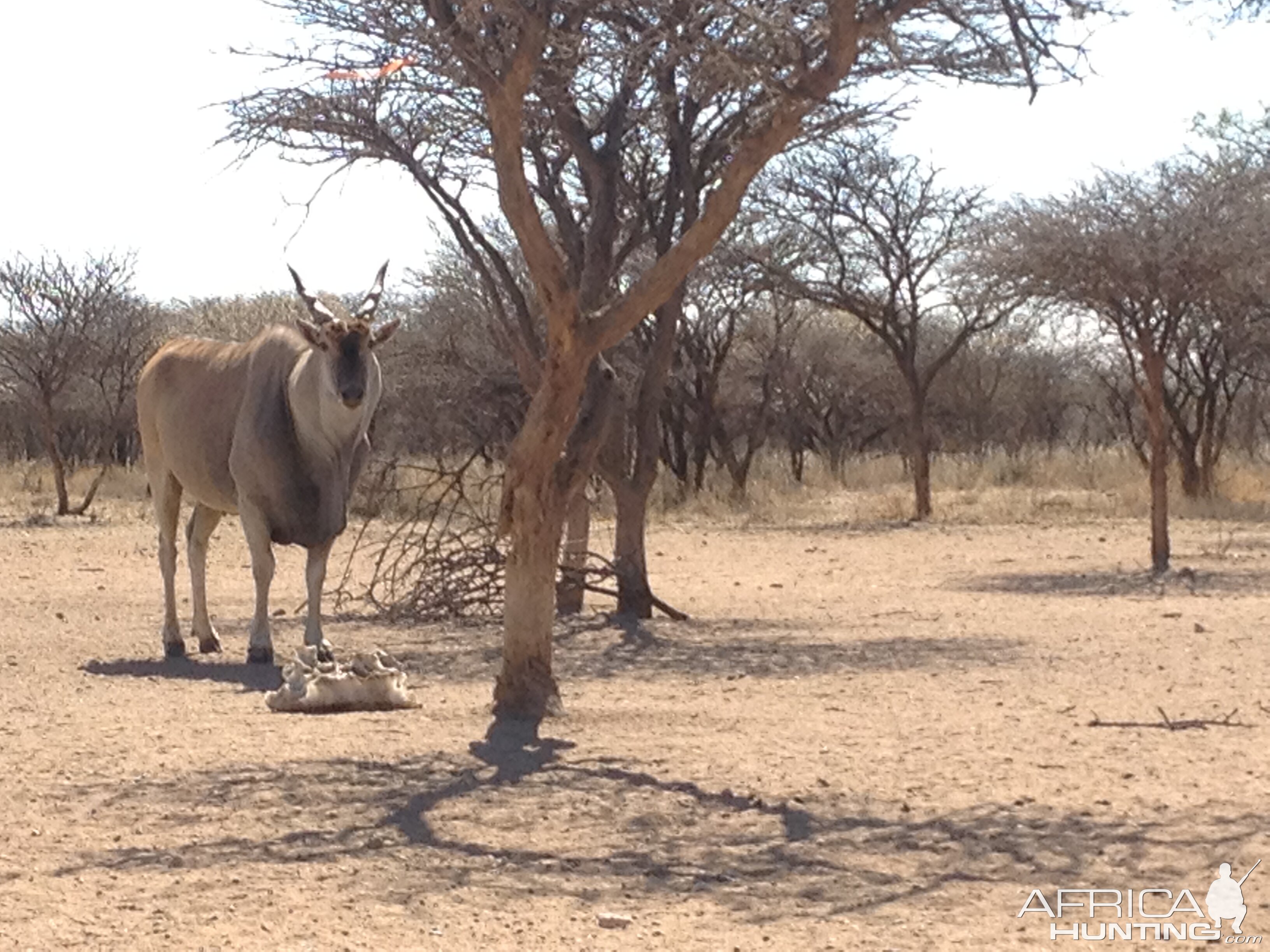 Cape Eland Namibia