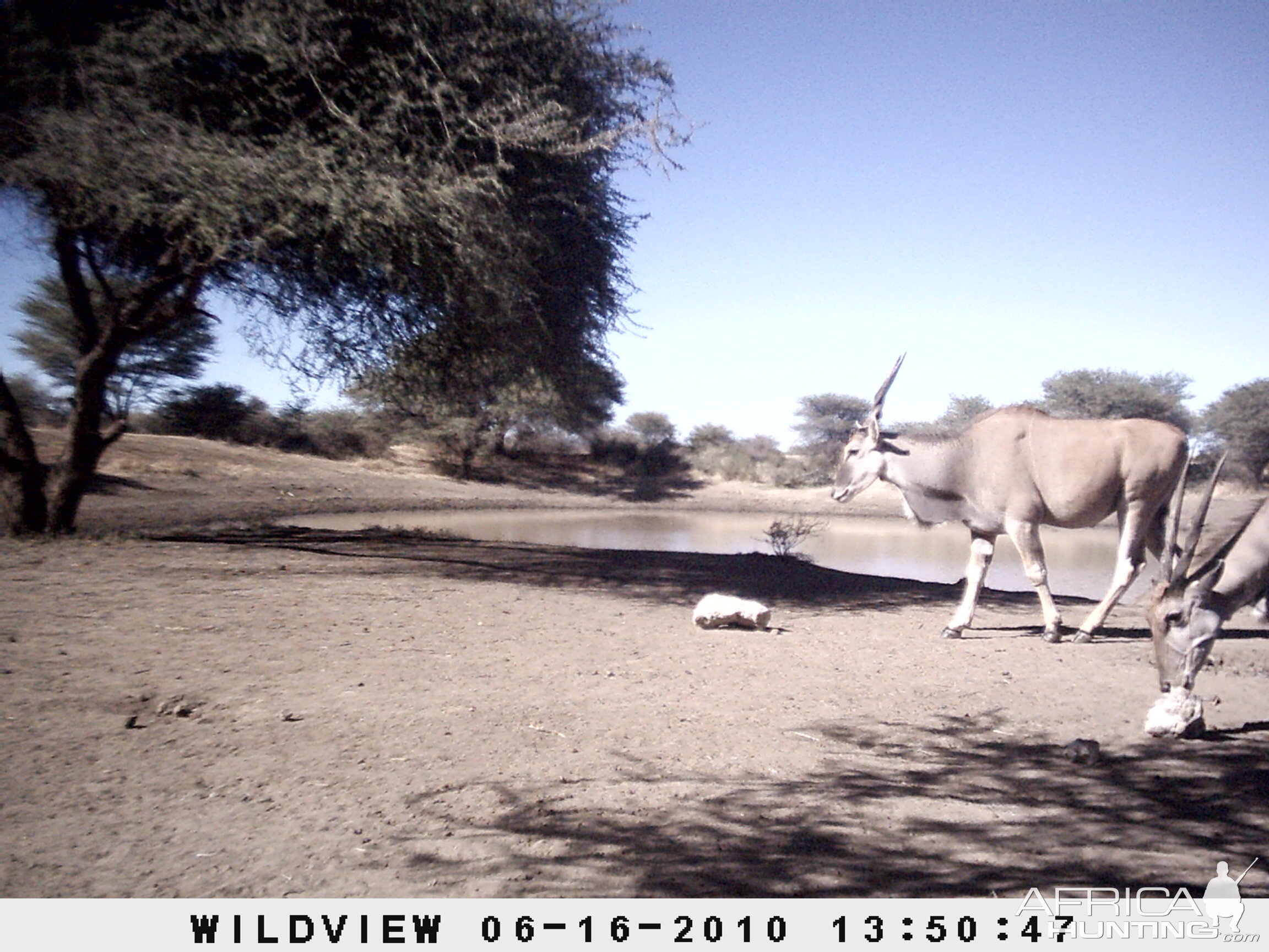 Cape Eland, Namibia