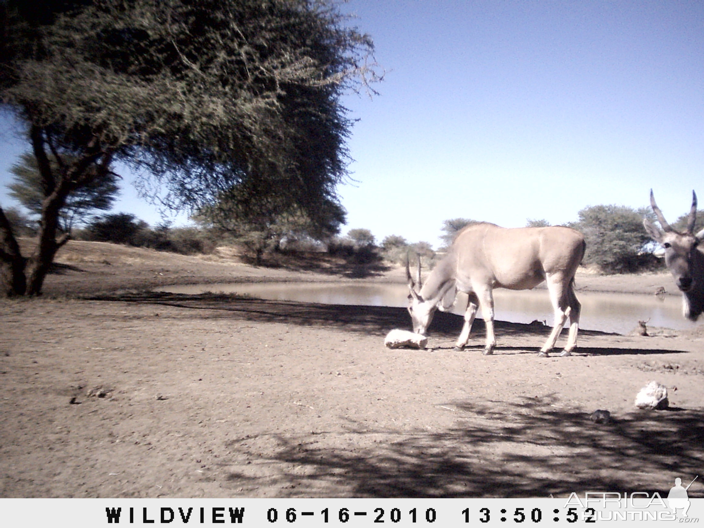 Cape Eland, Namibia