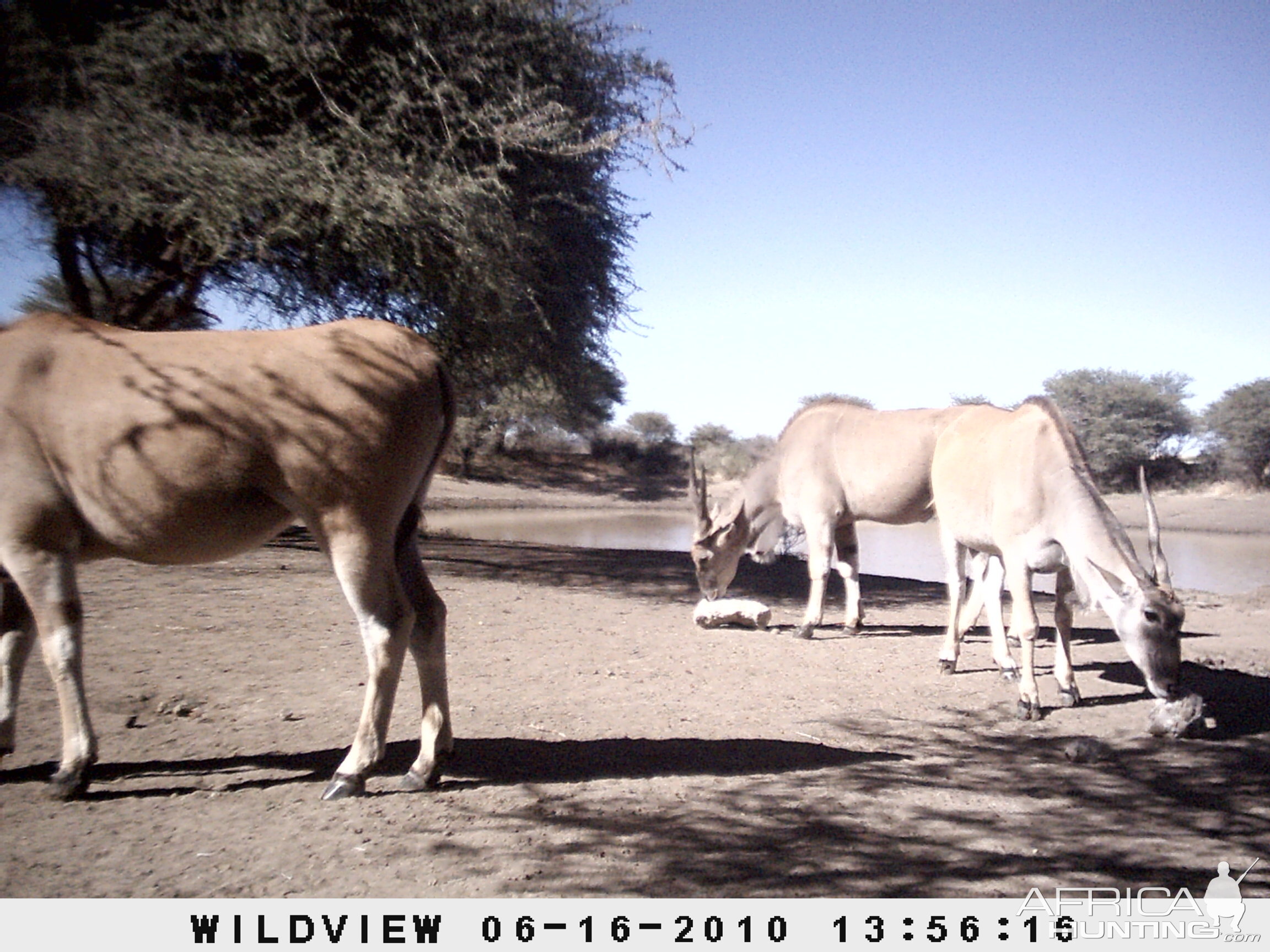 Cape Eland, Namibia