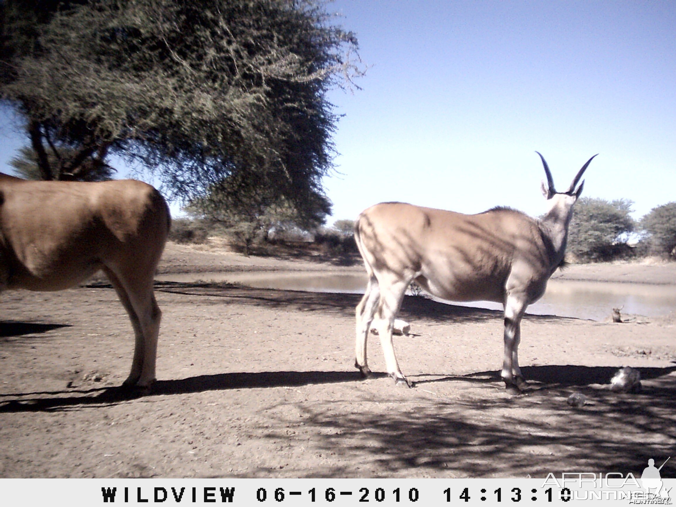 Cape Eland, Namibia