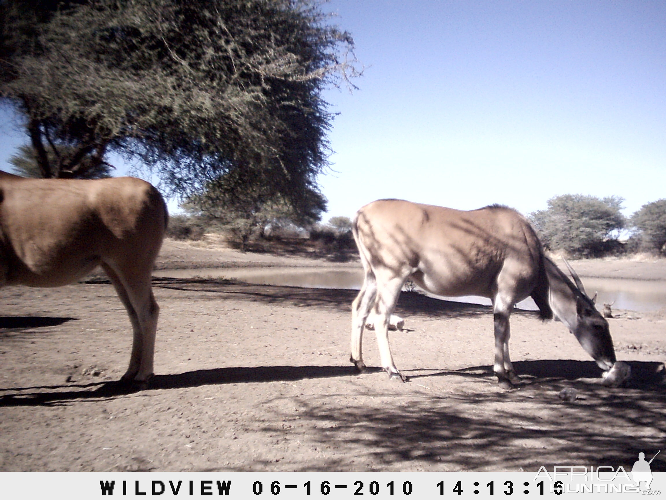 Cape Eland, Namibia