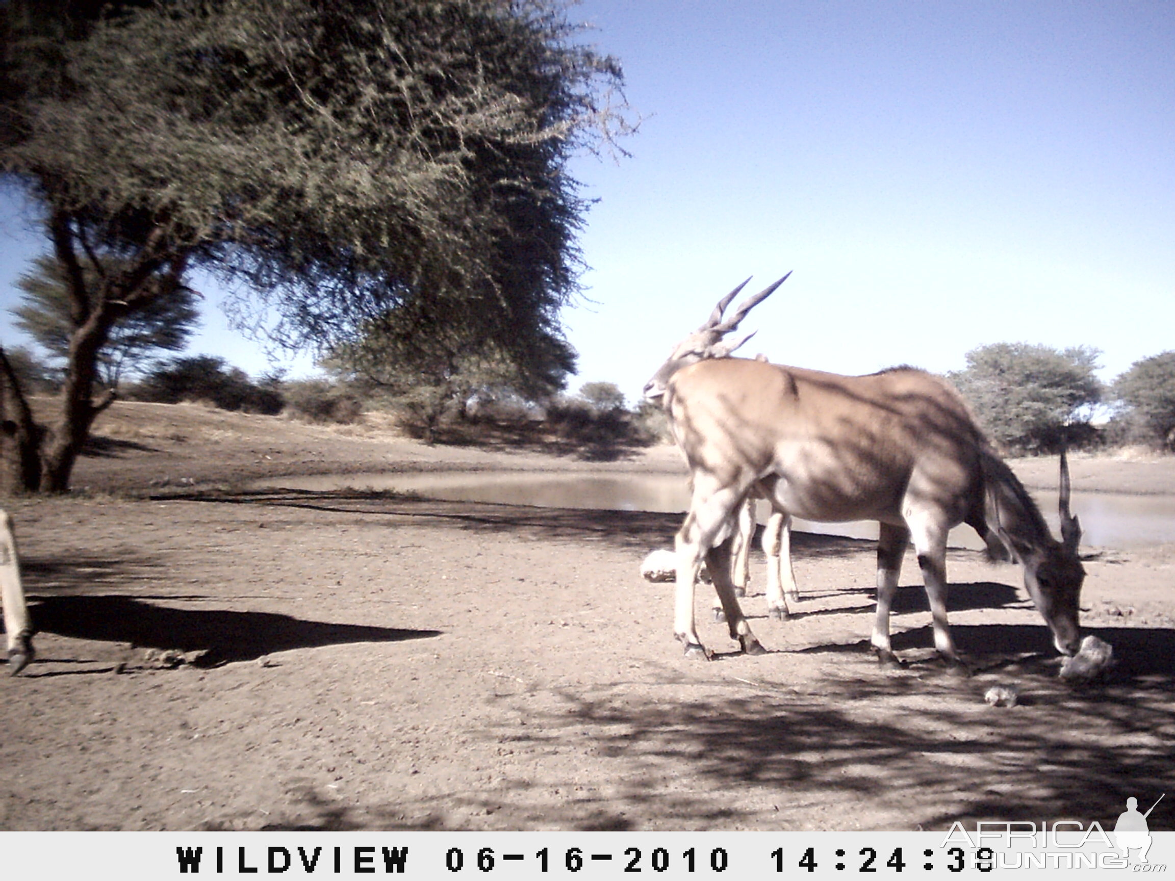 Cape Eland, Namibia