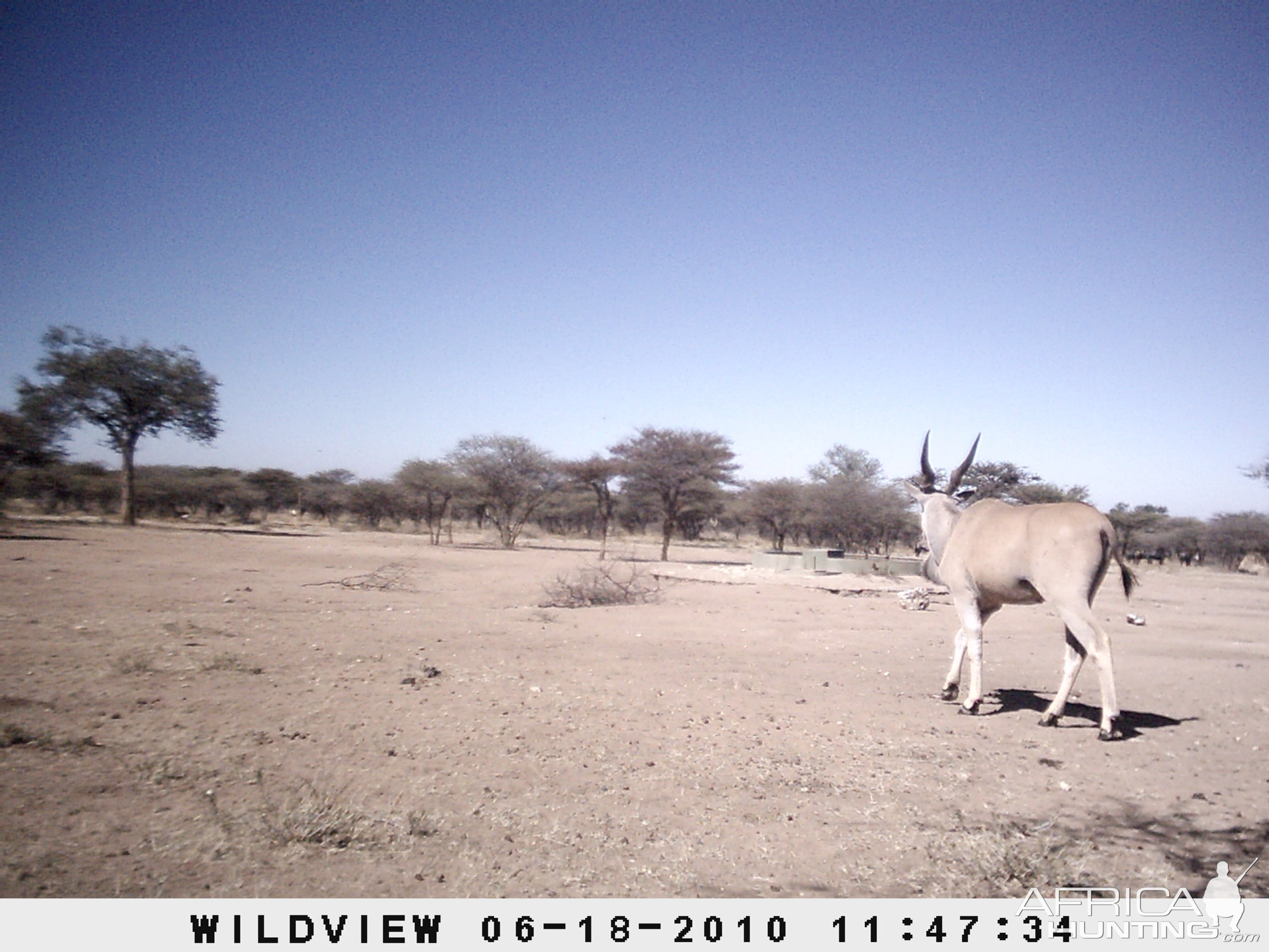 Cape Eland, Namibia