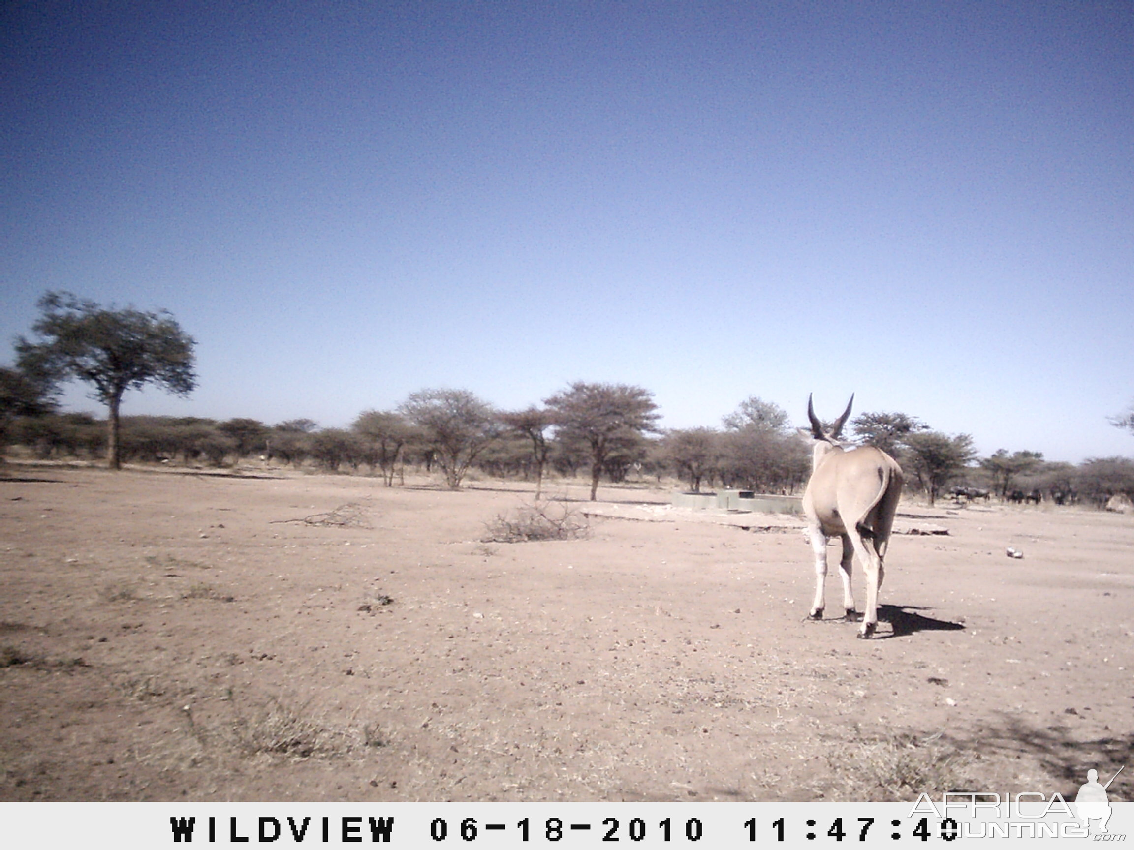 Cape Eland, Namibia