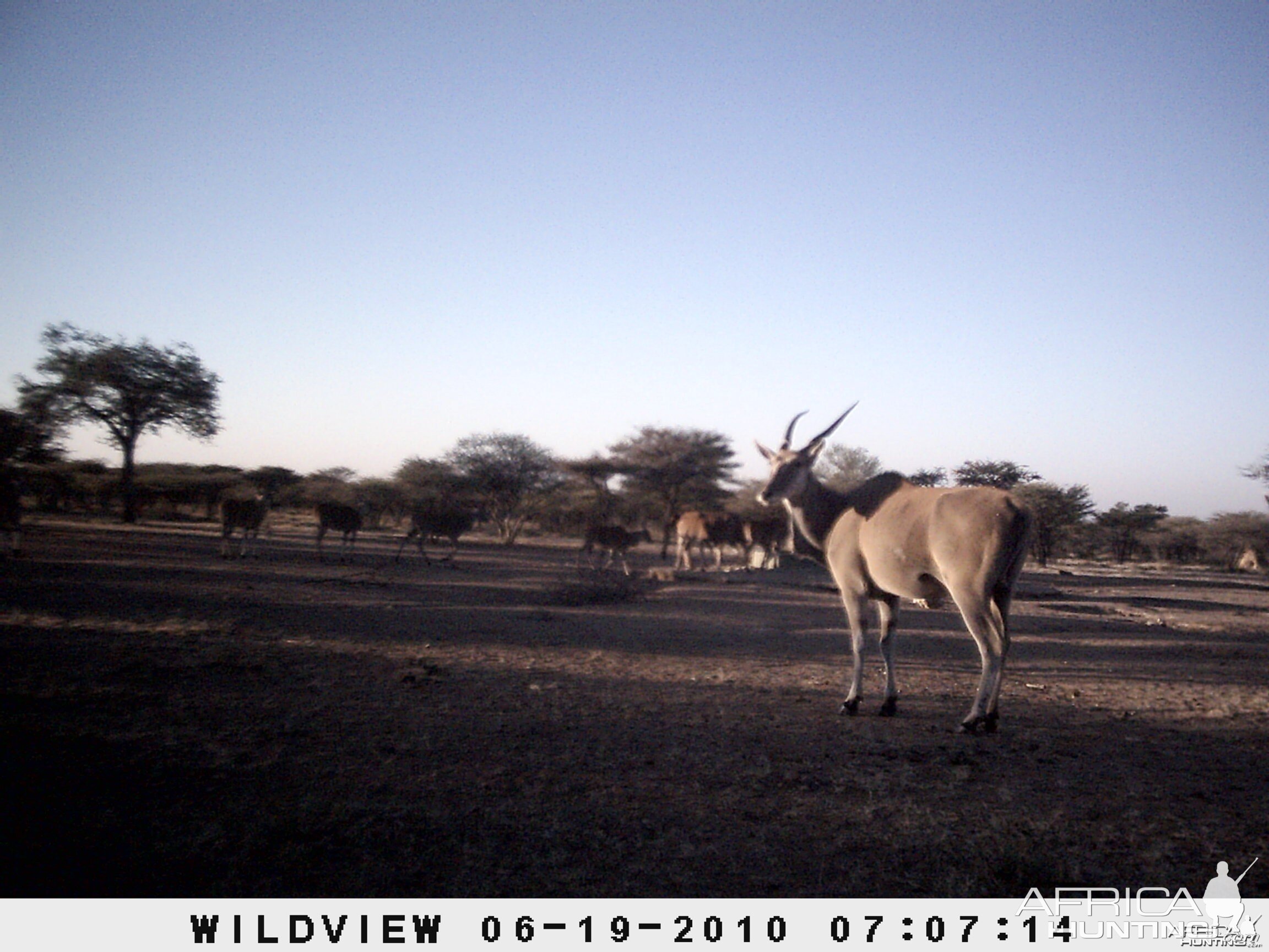 Cape Eland, Namibia