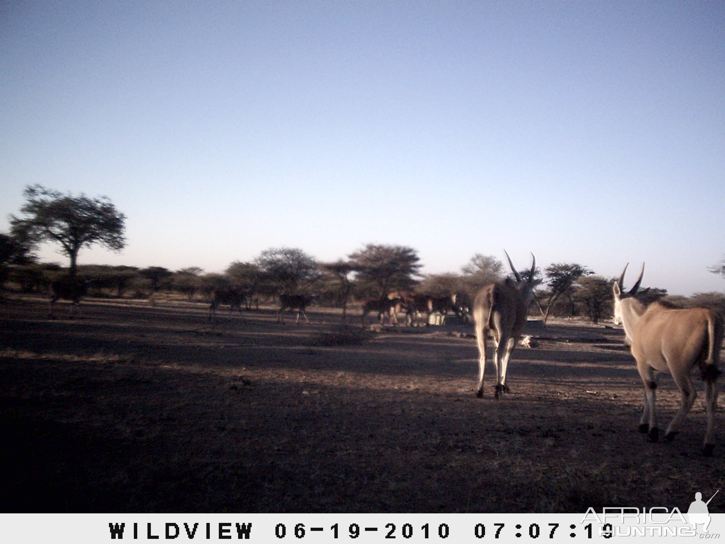 Cape Eland, Namibia