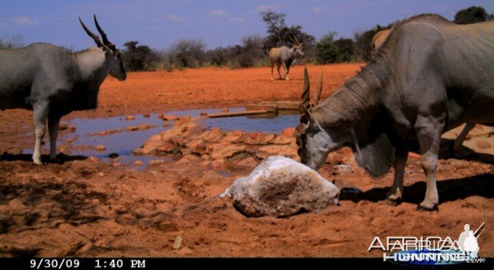 Cape Eland on Waterberg Plateau Namibia