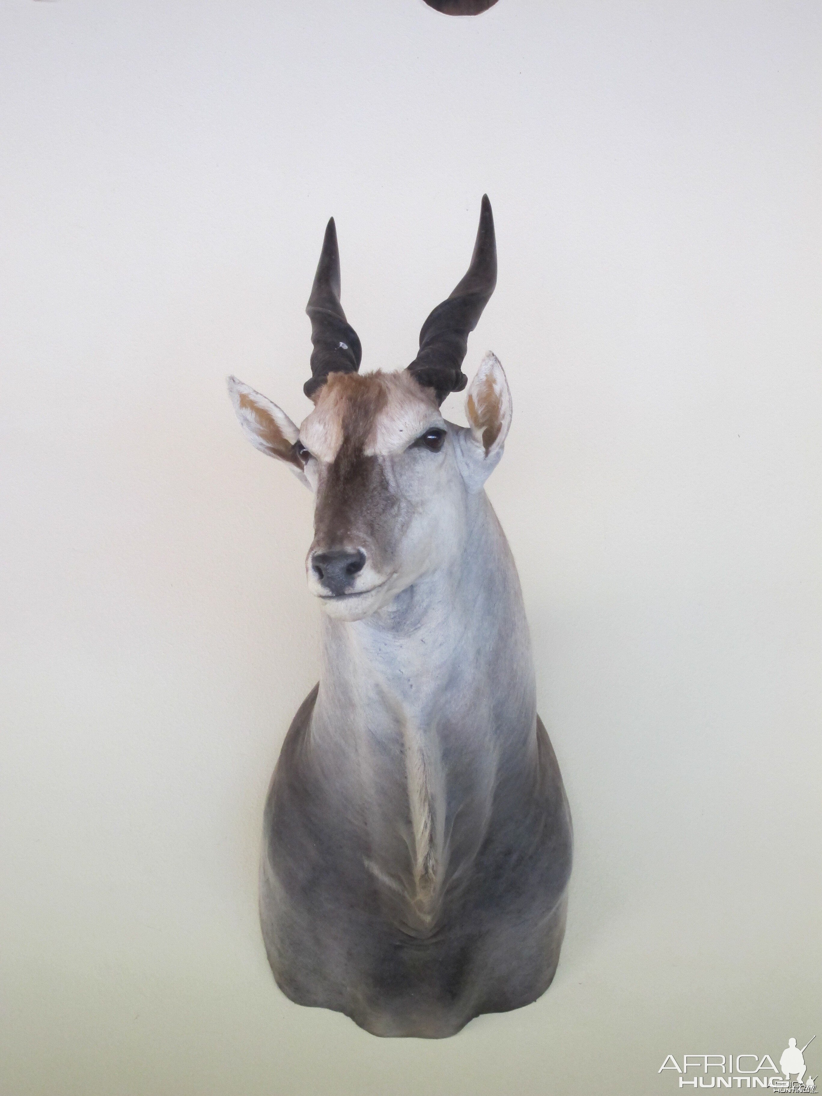 Cape Eland Shoulder Mount taxidermy