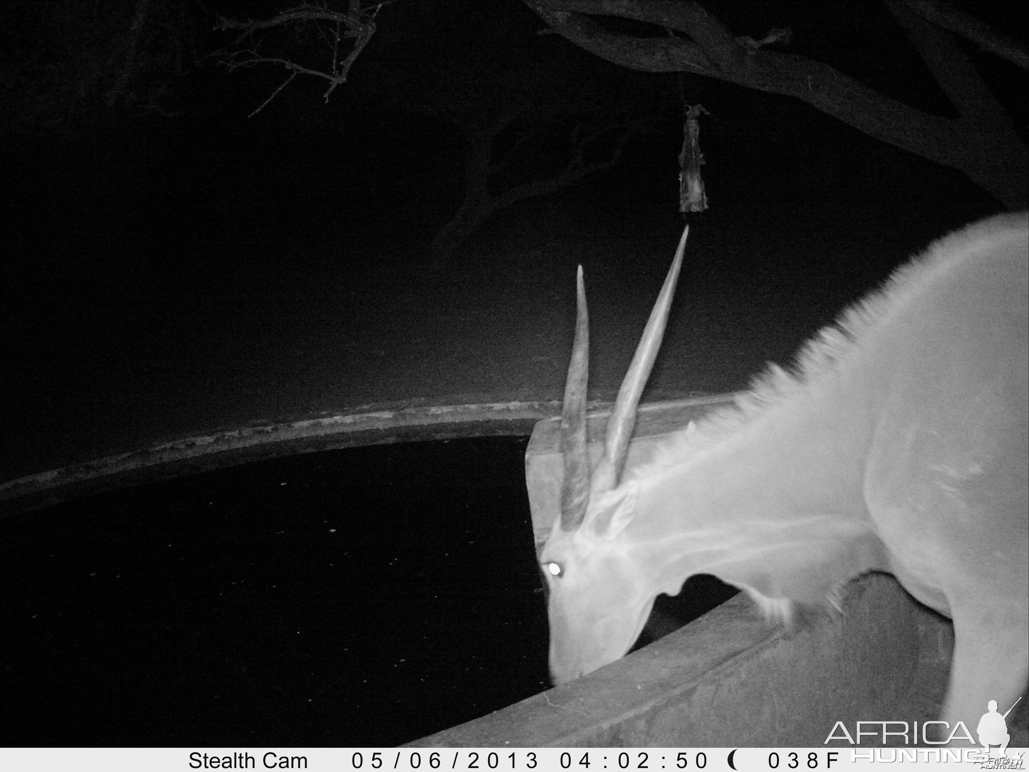 Cape Eland Trail Camera