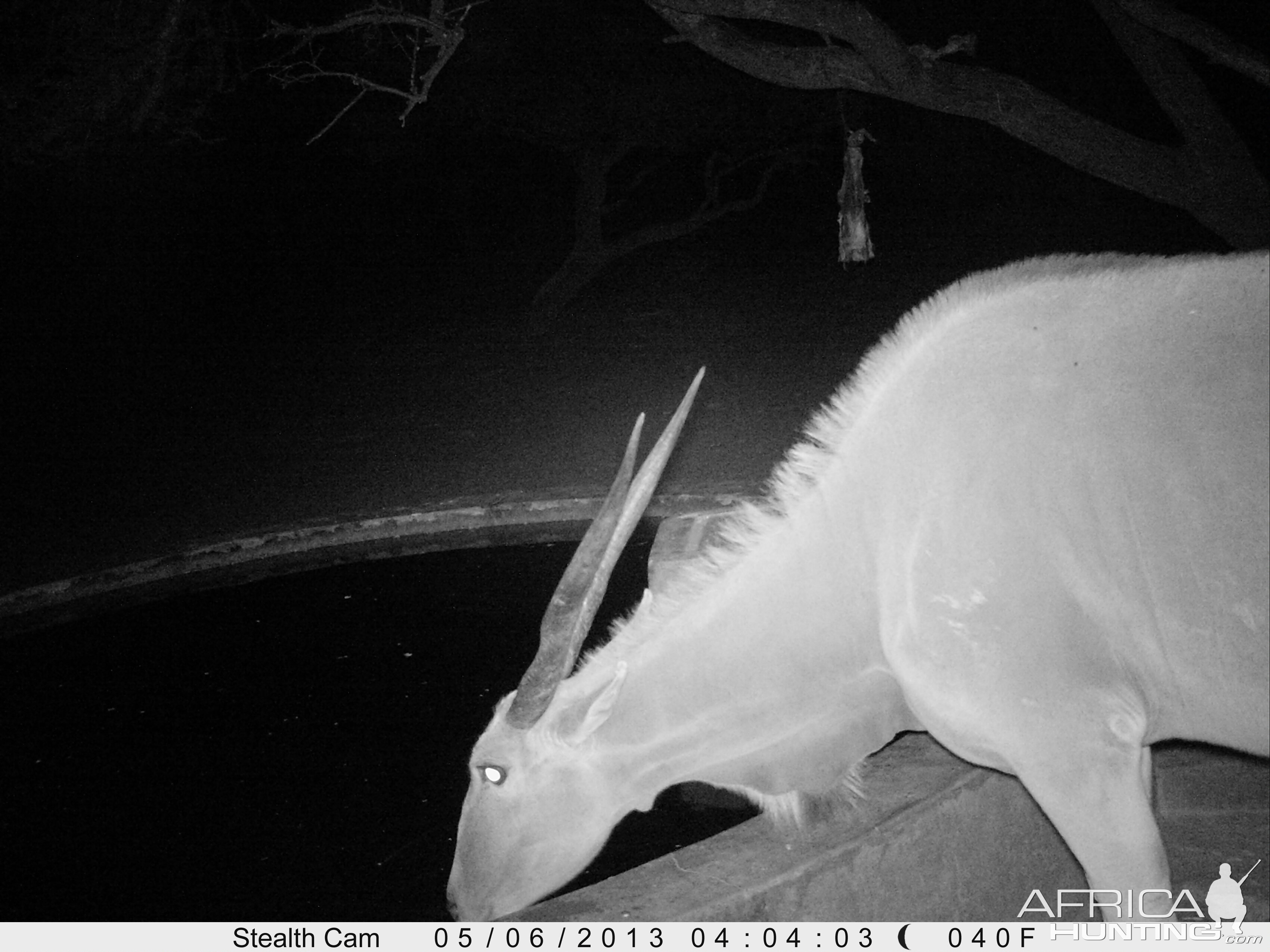 Cape Eland Trail Camera