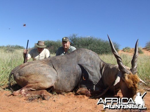 Cape Eland