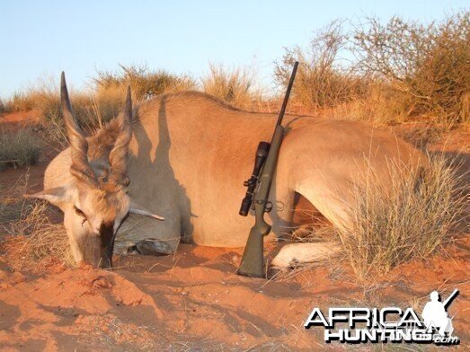 Cape Eland