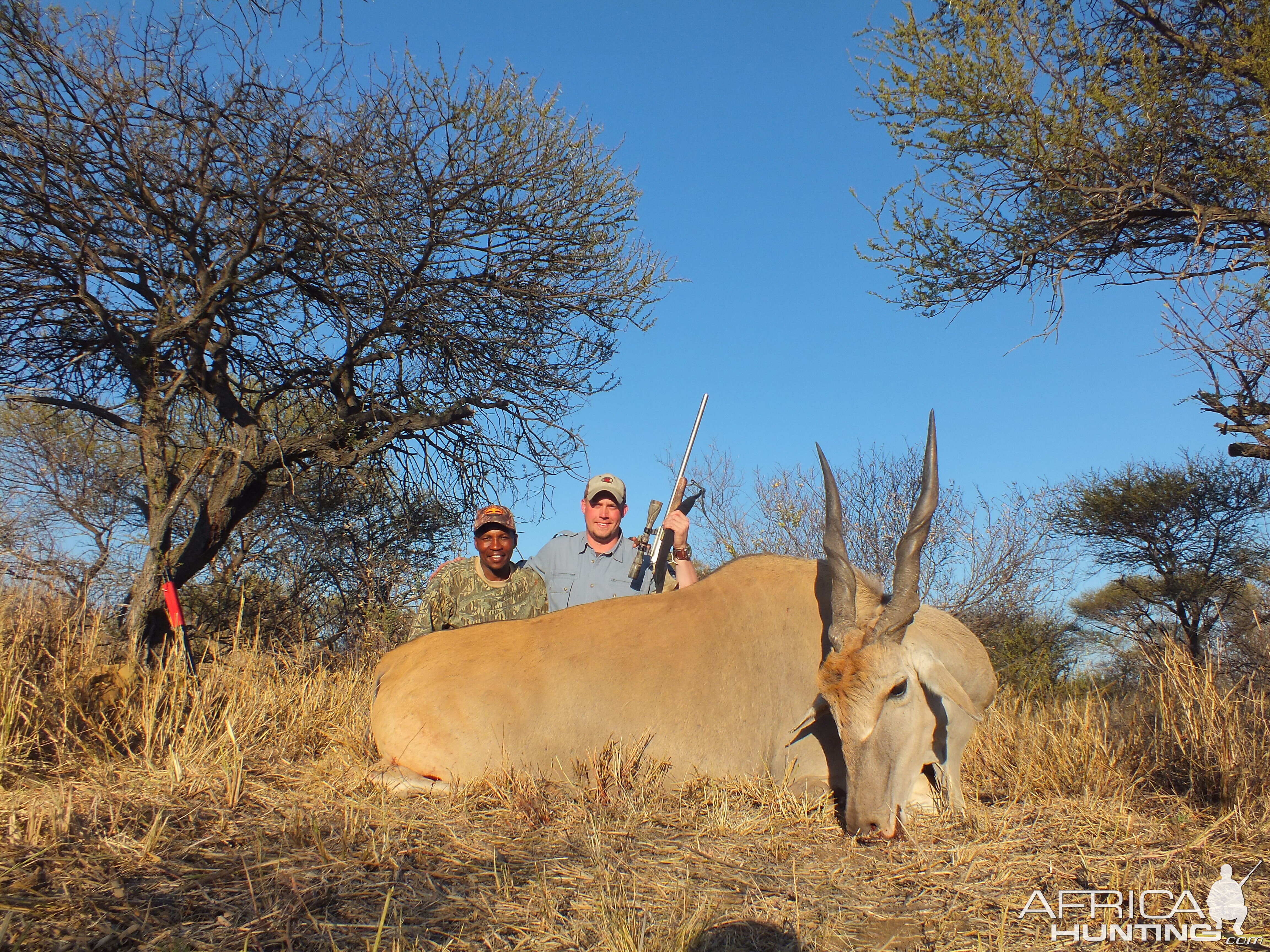 Cape Eland