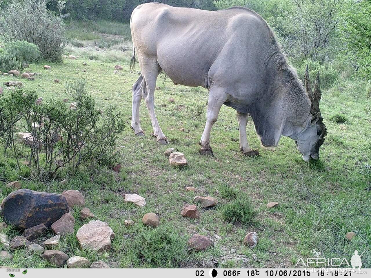 Cape Eland