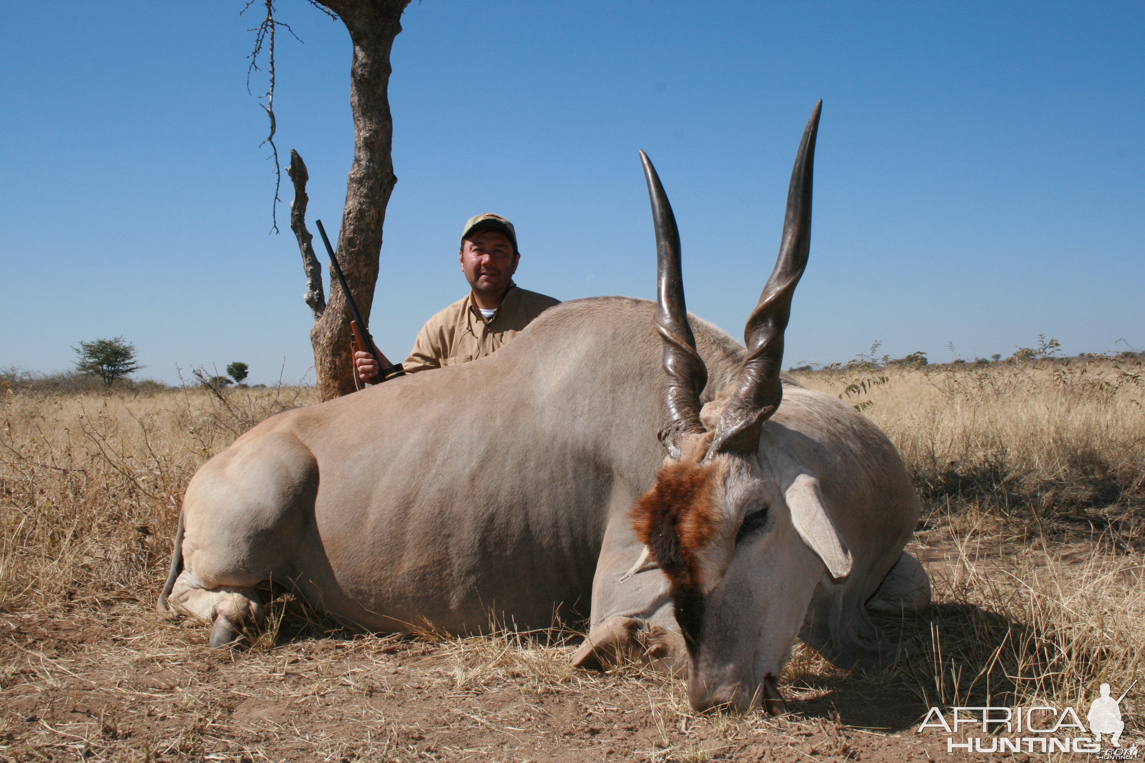 Cape Eland