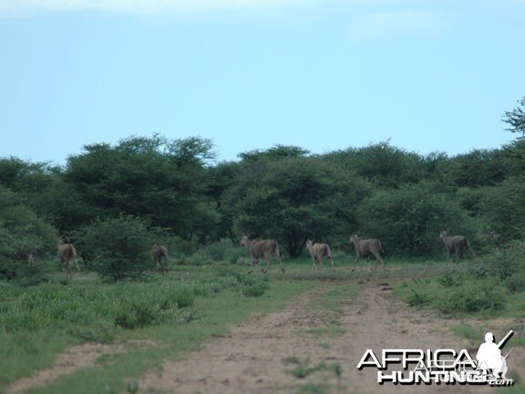 Cape Eland