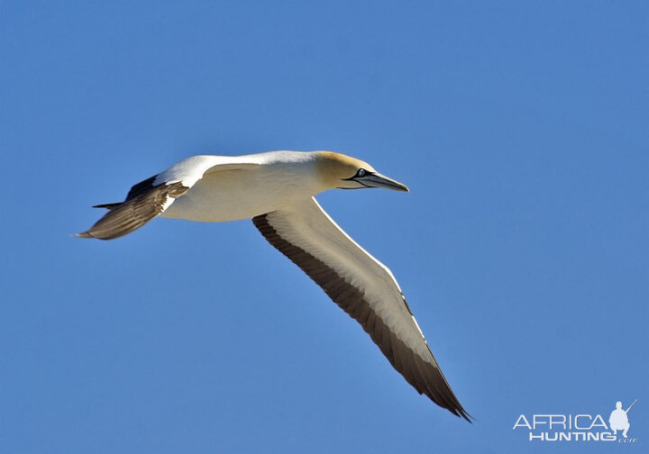 Cape Gannet South Africa