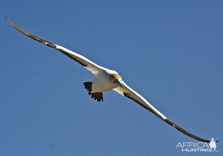 Cape Gannet South Africa