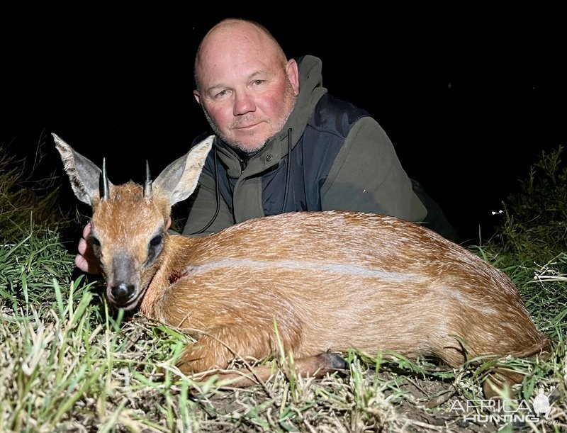 Cape Grysbok Hunt Eastern Cape South Africa