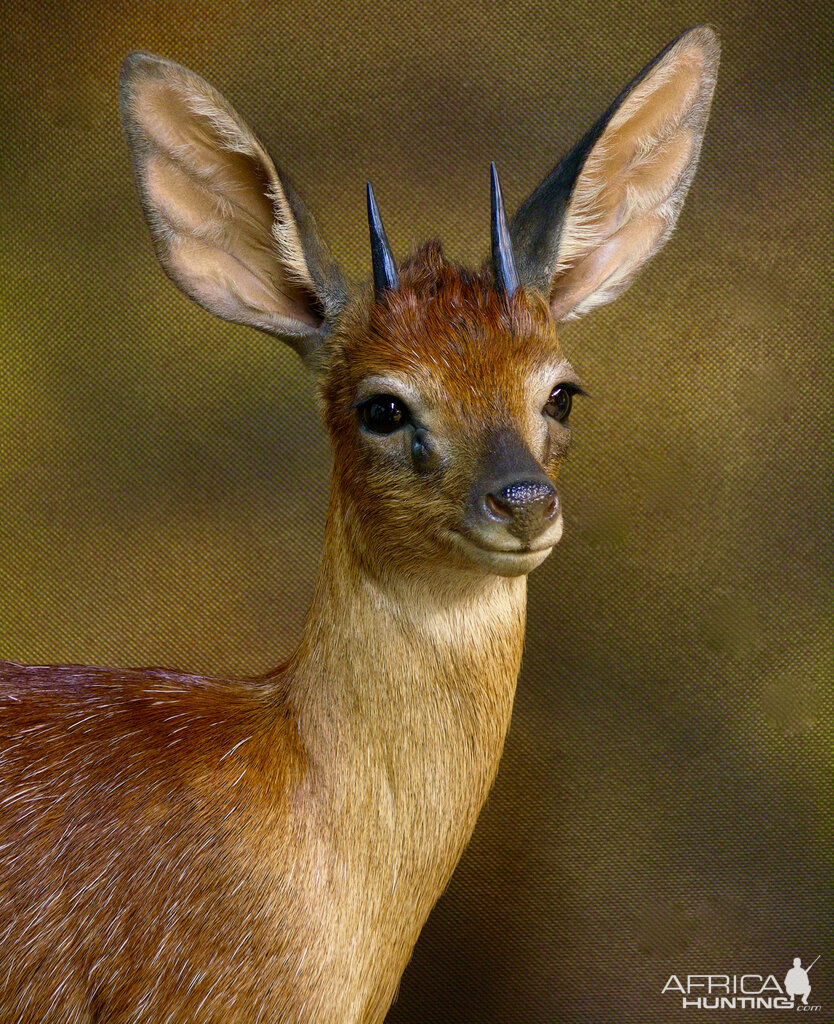 Cape Grysbok Tiny Ten Full Mount Taxidermy