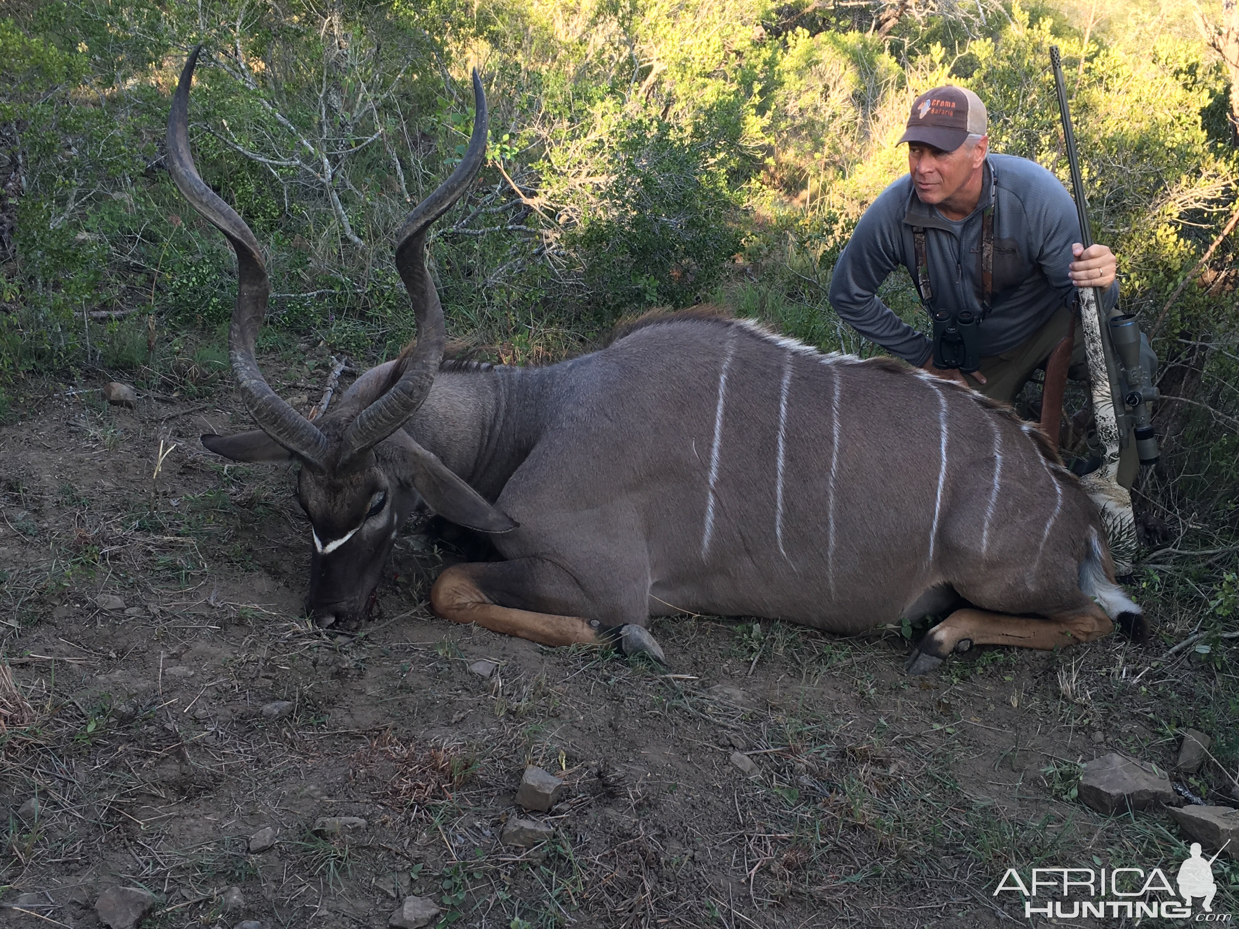 Cape Kudu