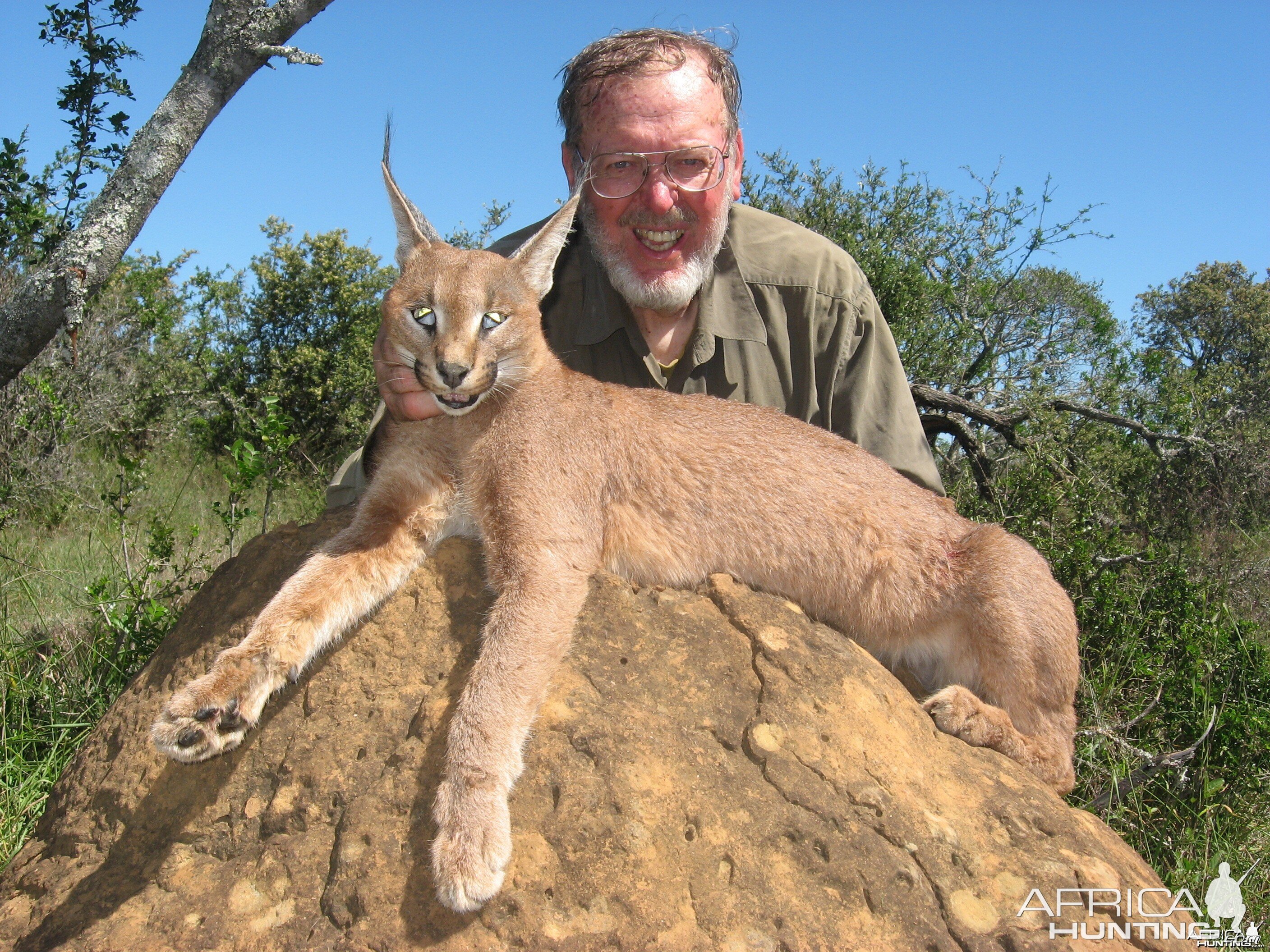 Cape Lynx hunted with Andrew Harvey Safaris