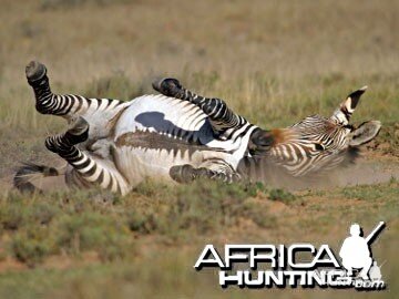 Cape Mountain Zebra (Mountain Zebra)